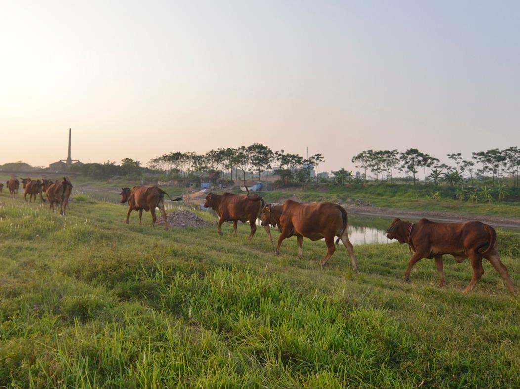 Khu sinh thai nghi duong thanh noi chan bo hinh anh