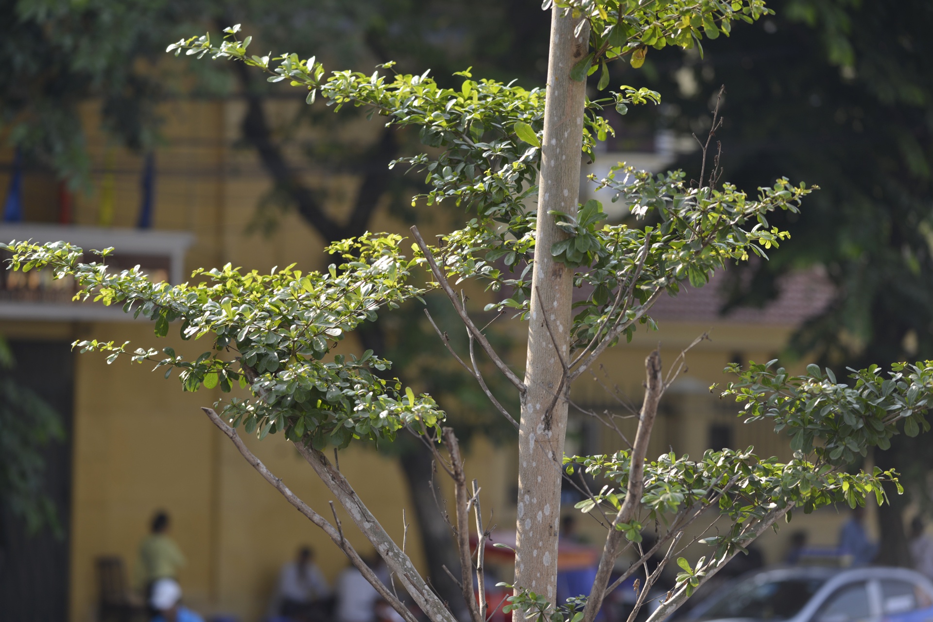 Ha Noi trong cay duoi duong day dien 110kv anh 5