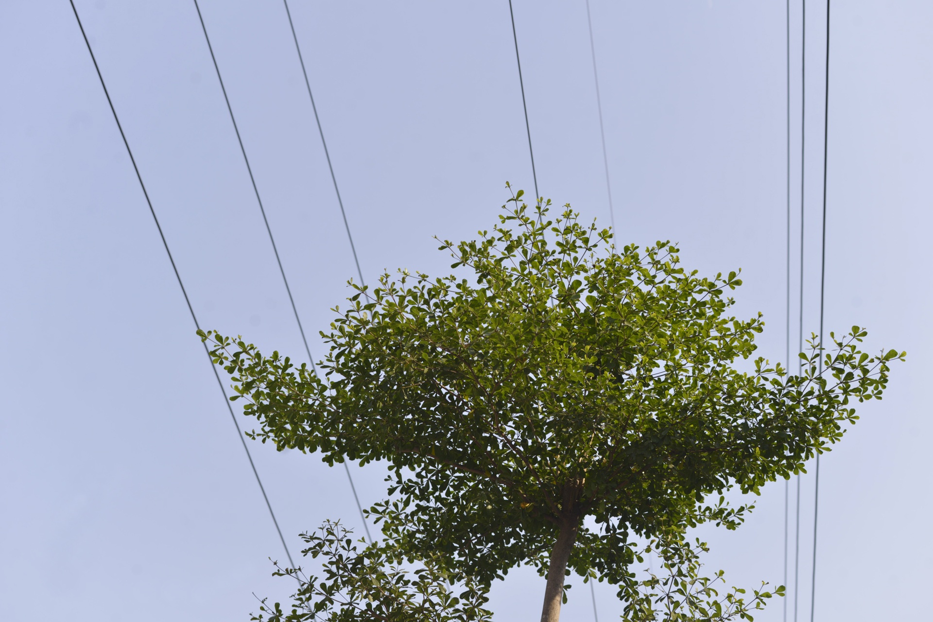 Ha Noi trong cay duoi luoi dien 110 KV hinh anh