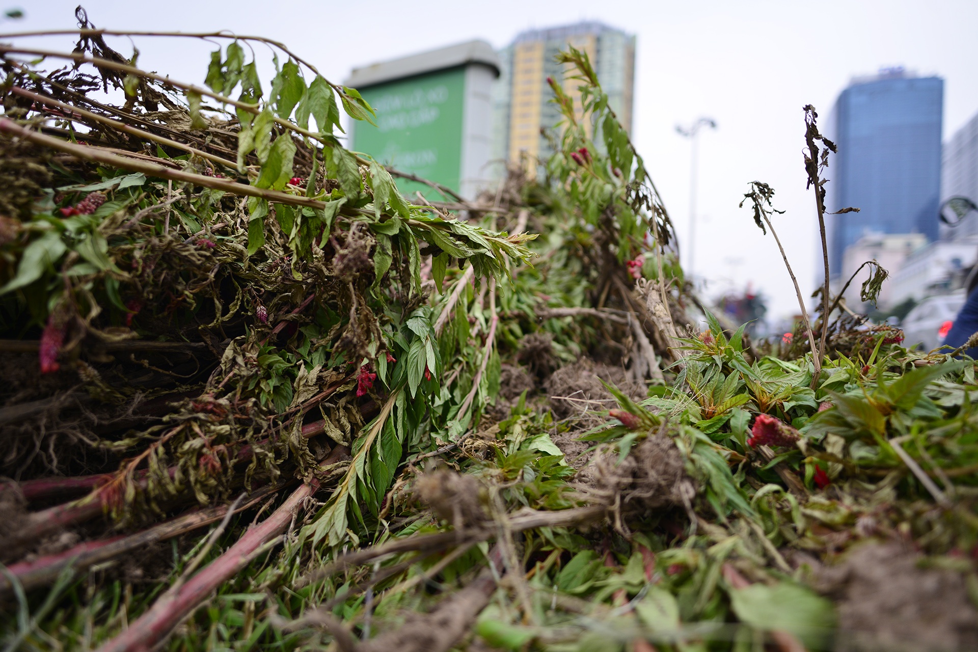 Ha Noi nhon nhip cat co sau 3 thang tam dung anh 13