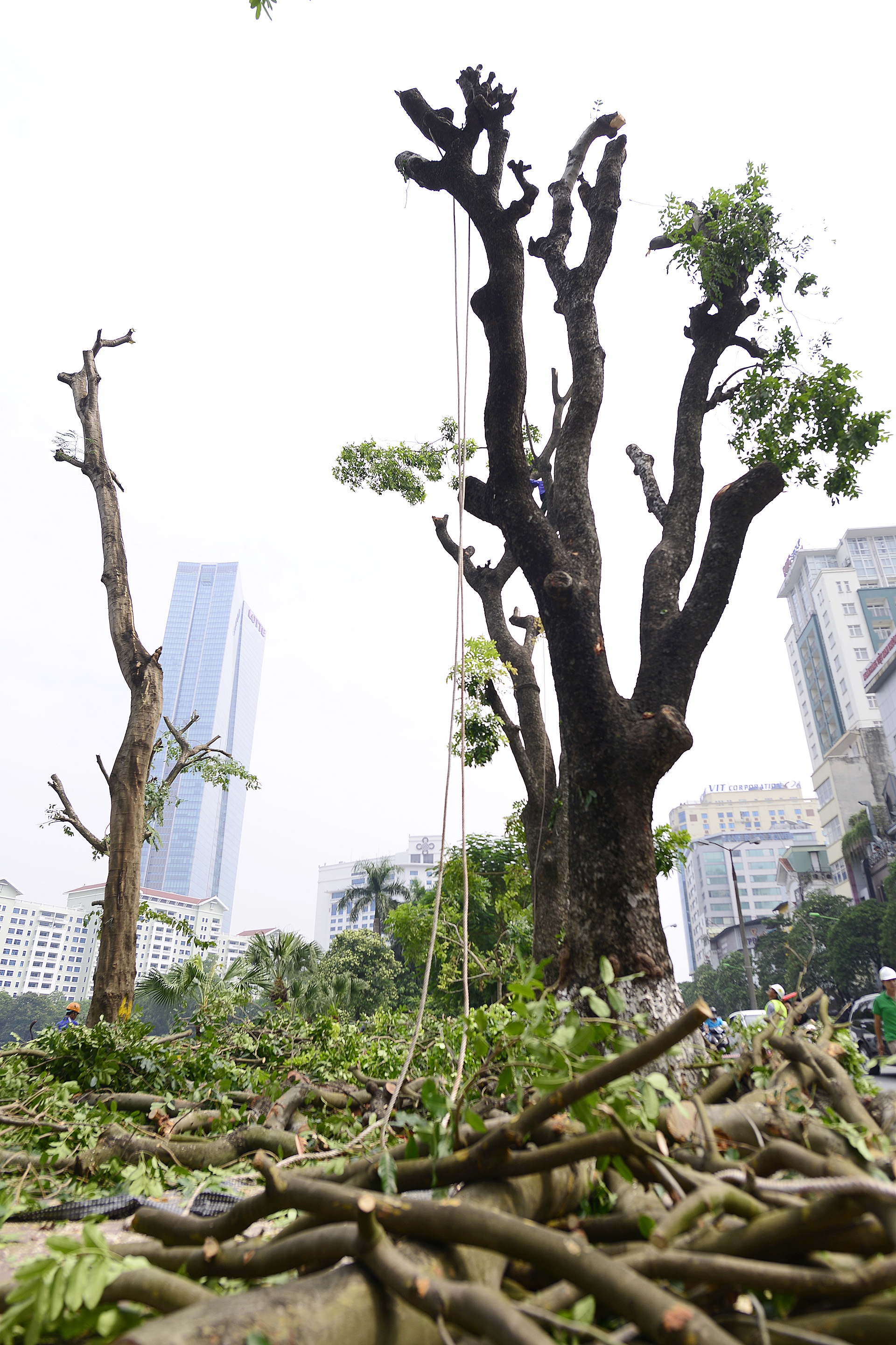 Ha Noi chat hang loat cay tren duong Kim Ma anh 4