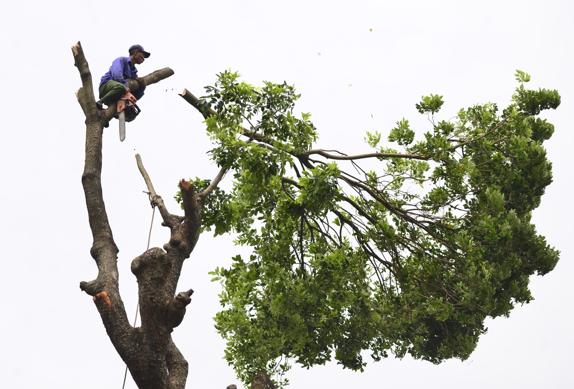 Ha Noi chat hang loat cay tren duong Kim Ma anh 3