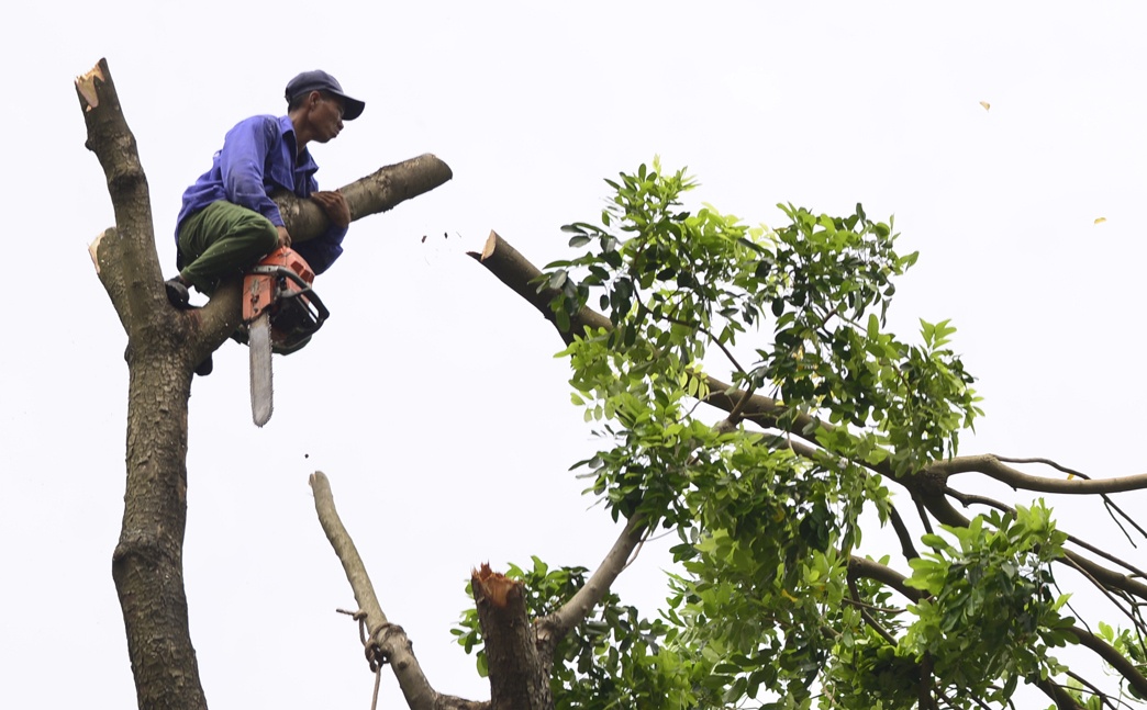 Canh don tia 100 cay xanh ven ho Thu Le hinh anh