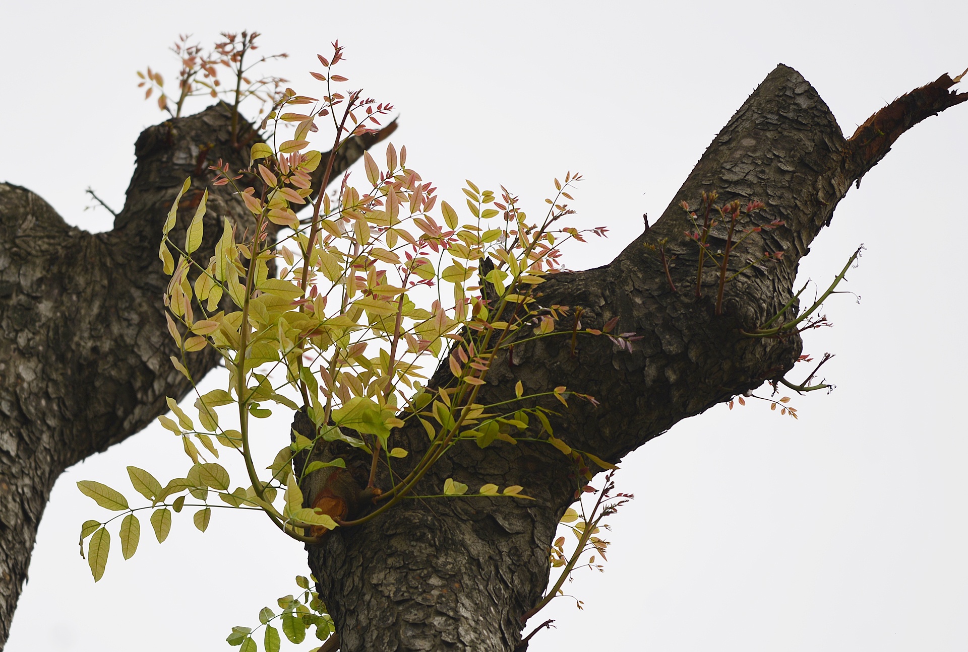 Ha Noi chat hang loat cay tren duong Kim Ma anh 6