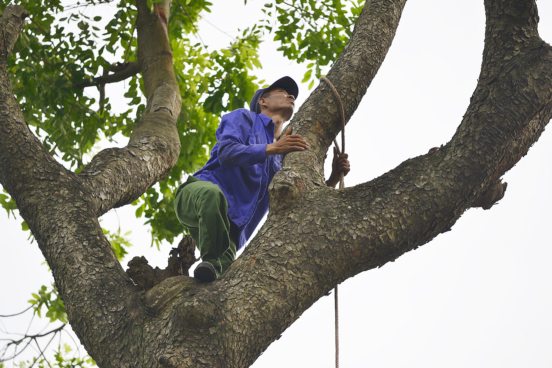 Ha Noi chat hang loat cay tren duong Kim Ma anh 9