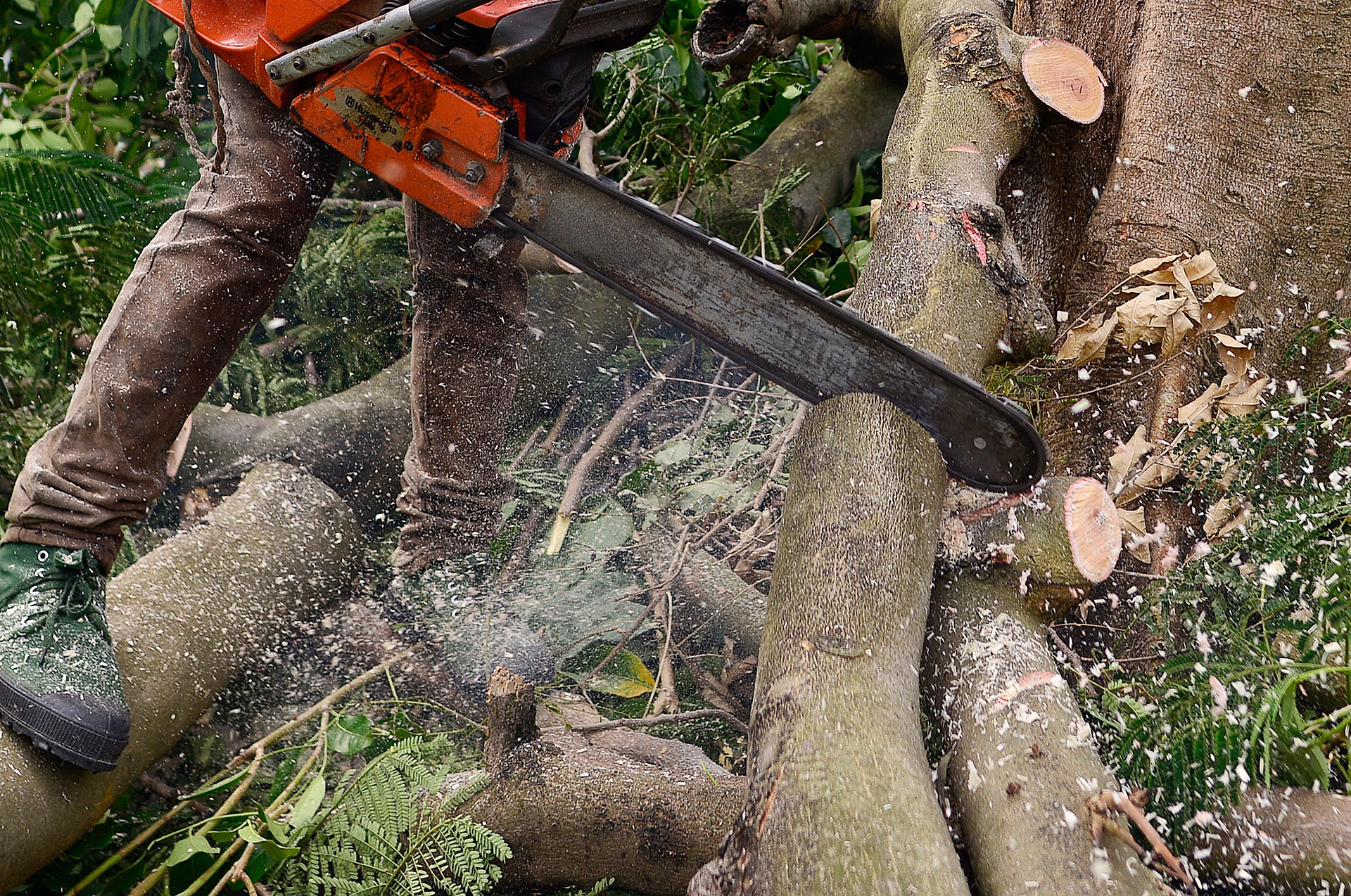 Ha Noi chat hang loat cay tren duong Kim Ma anh 10