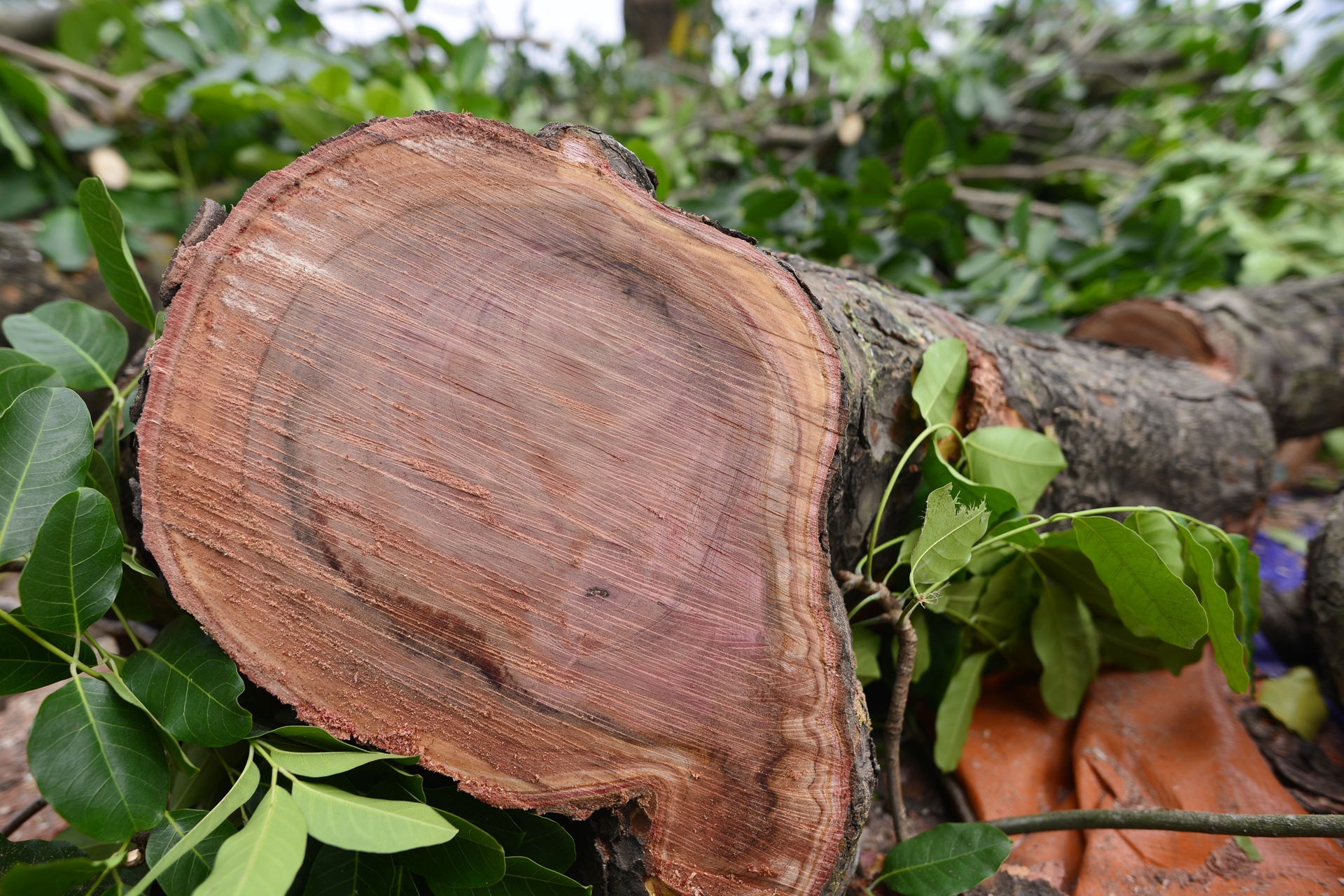 Ha Noi chat hang loat cay tren duong Kim Ma anh 11