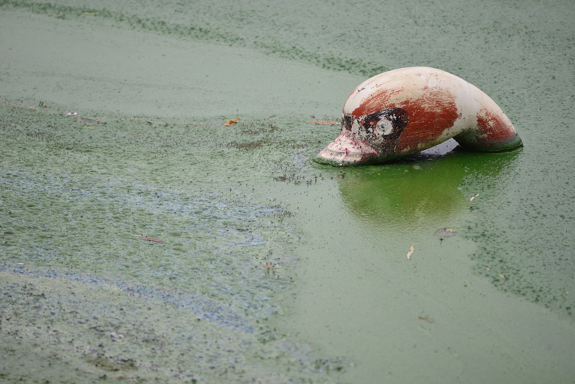 Ho Van Quan boc mui hoi thoi hinh anh