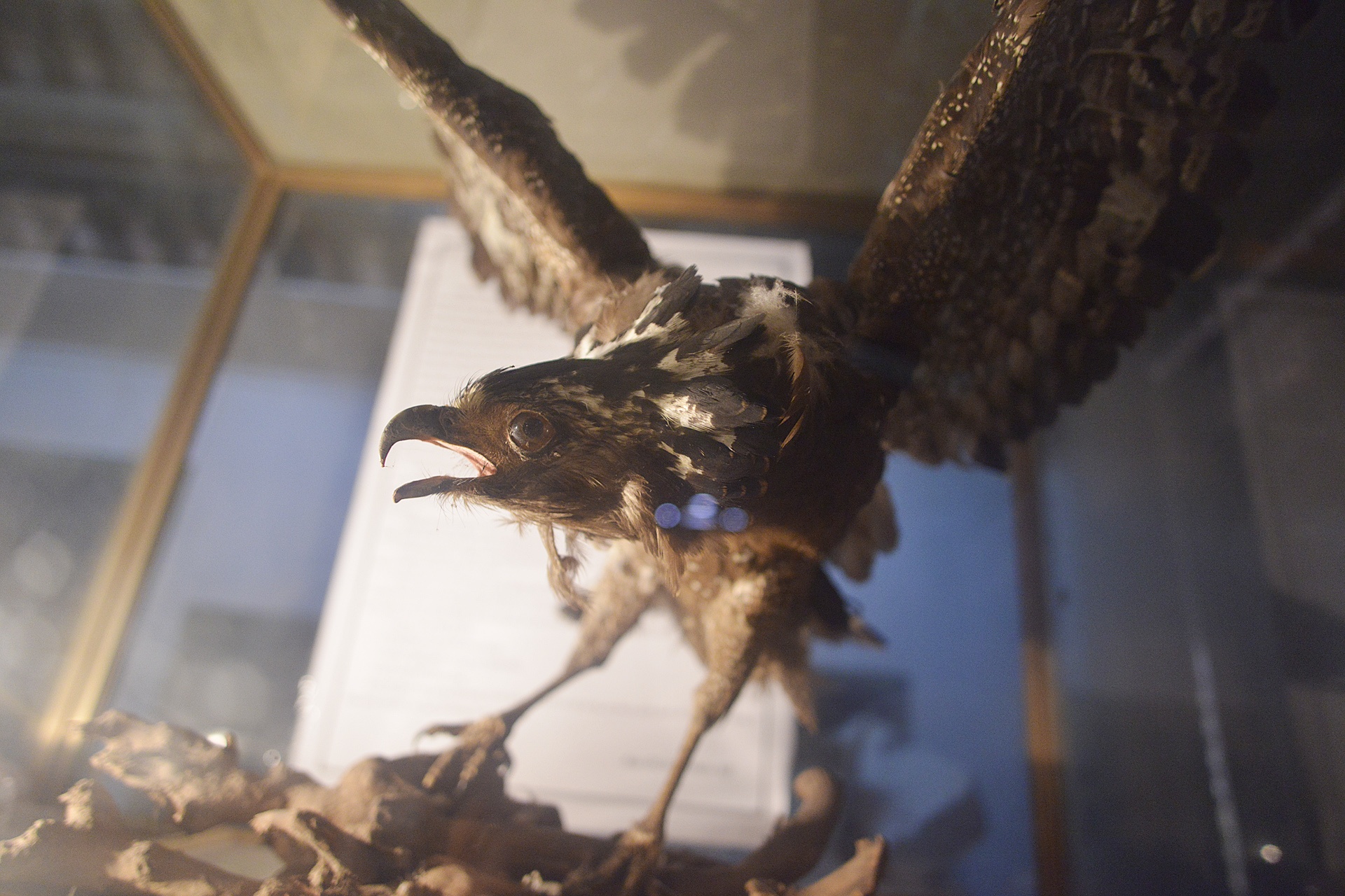 'Cu' dai bang duoc dan lang uop xac 13 nam hinh anh