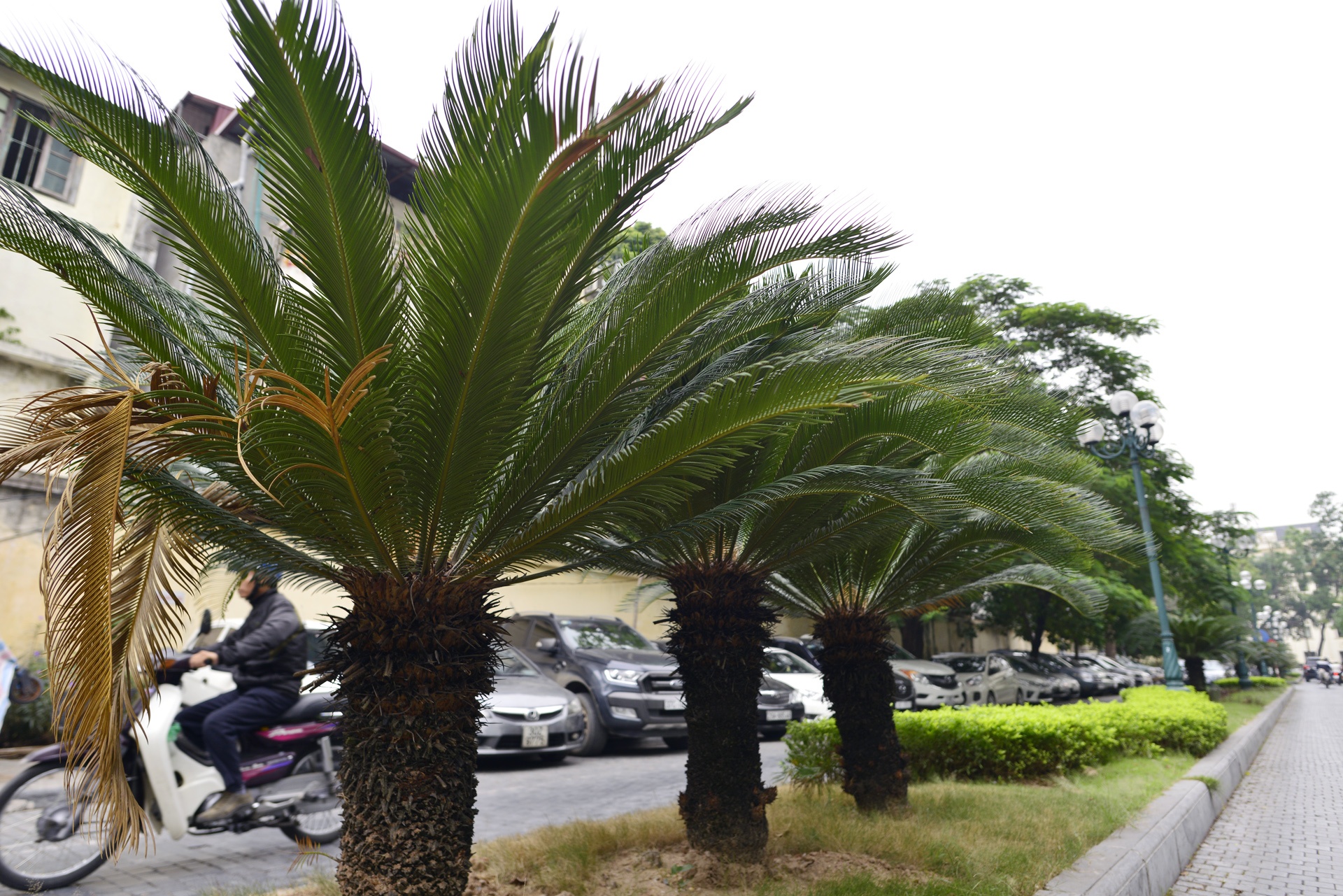 Con pho se tro thanh duong sach trong tuong lai anh 8