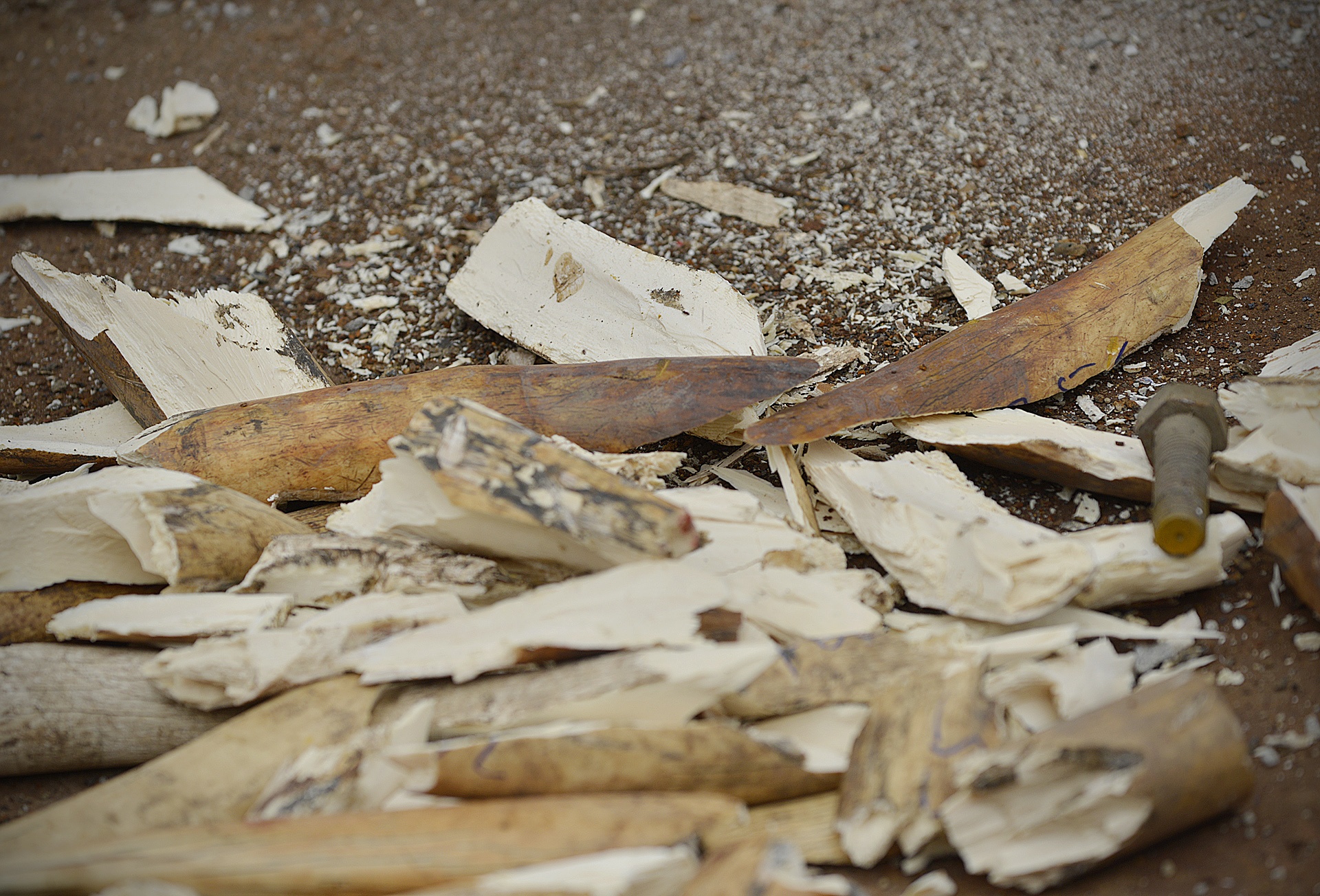 Tieu huy nga voi va sung te giac anh 11