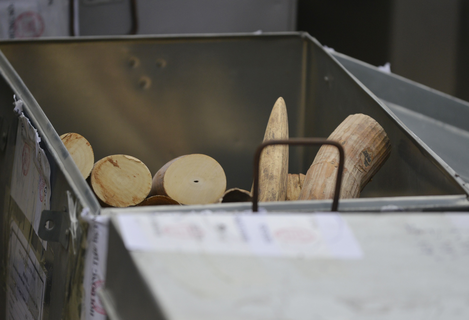 Tieu huy nga voi va sung te giac anh 4