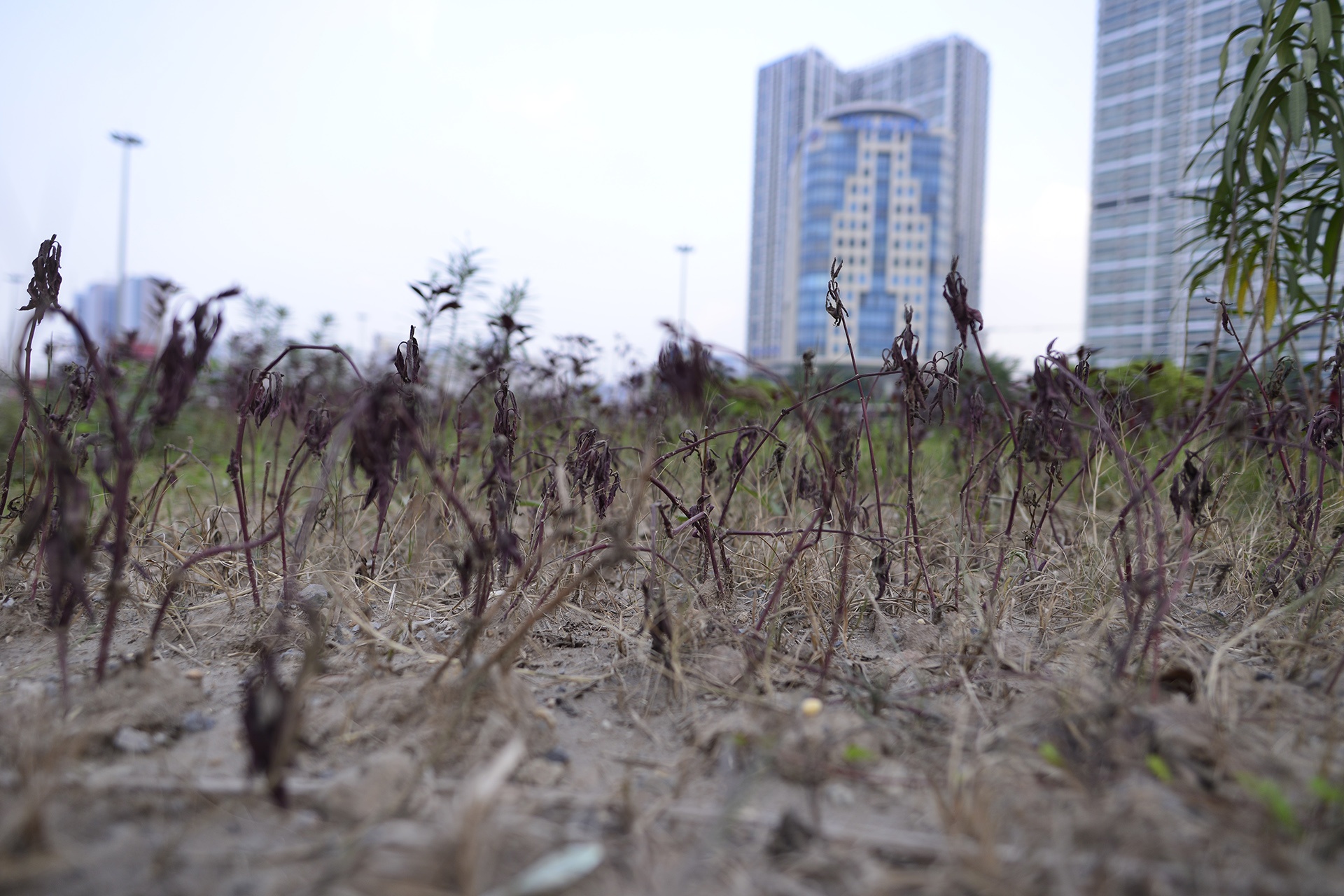 tham co bi xen,  heo ua o Ha Noi anh 8