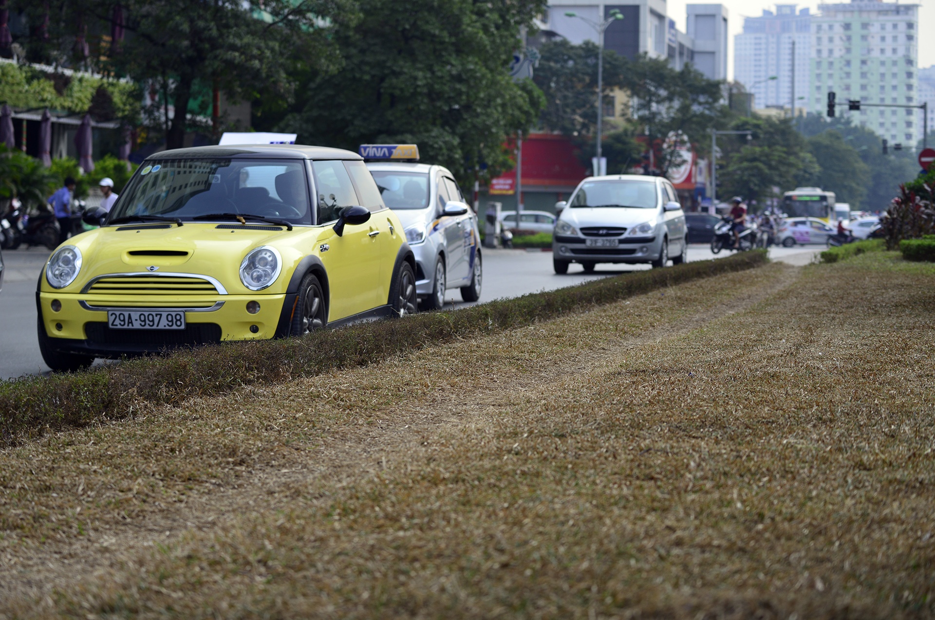 tham co bi xen,  heo ua o Ha Noi anh 9