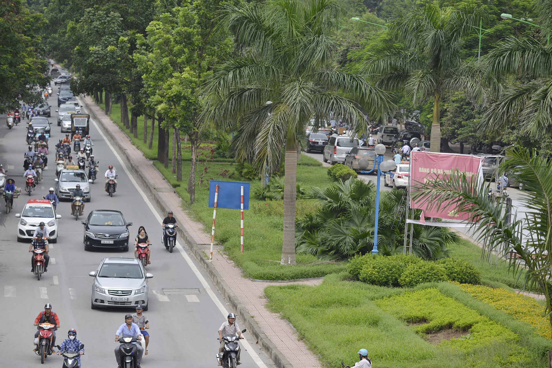 tham co bi xen,  heo ua o Ha Noi anh 10