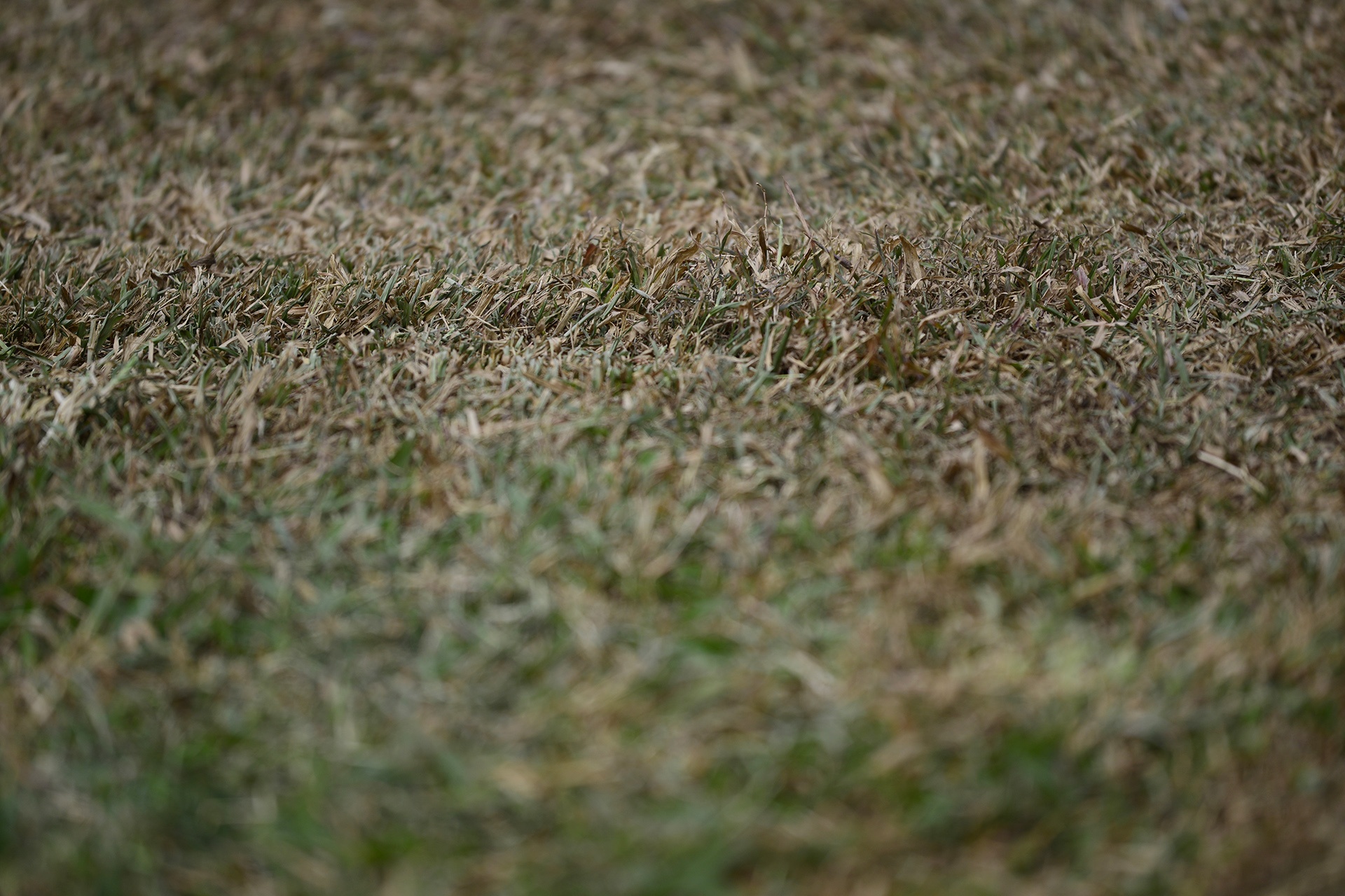 tham co bi xen,  heo ua o Ha Noi anh 4