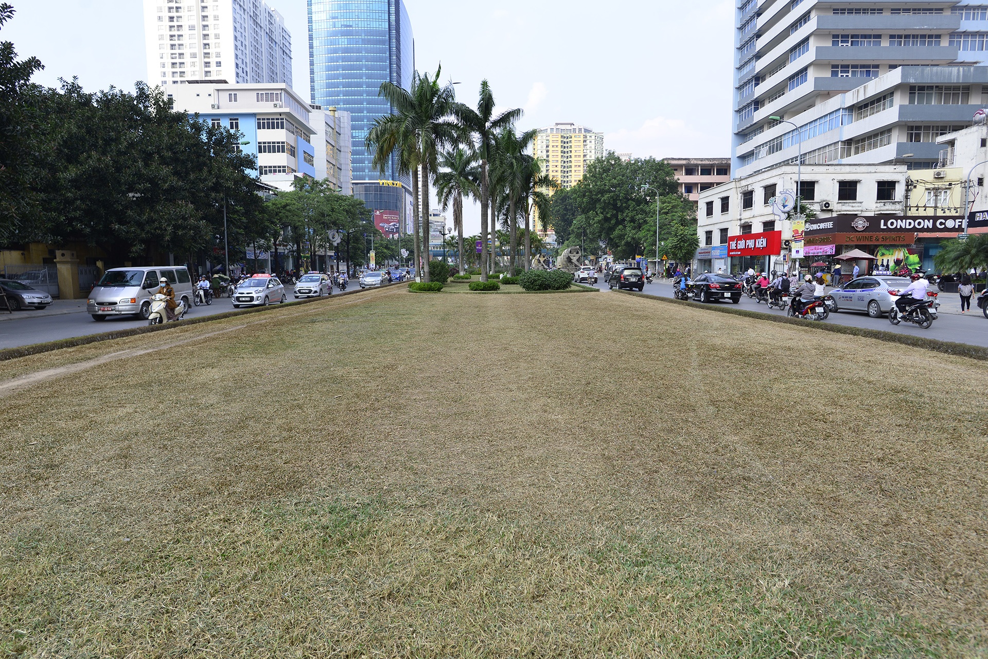 tham co bi xen,  heo ua o Ha Noi anh 2