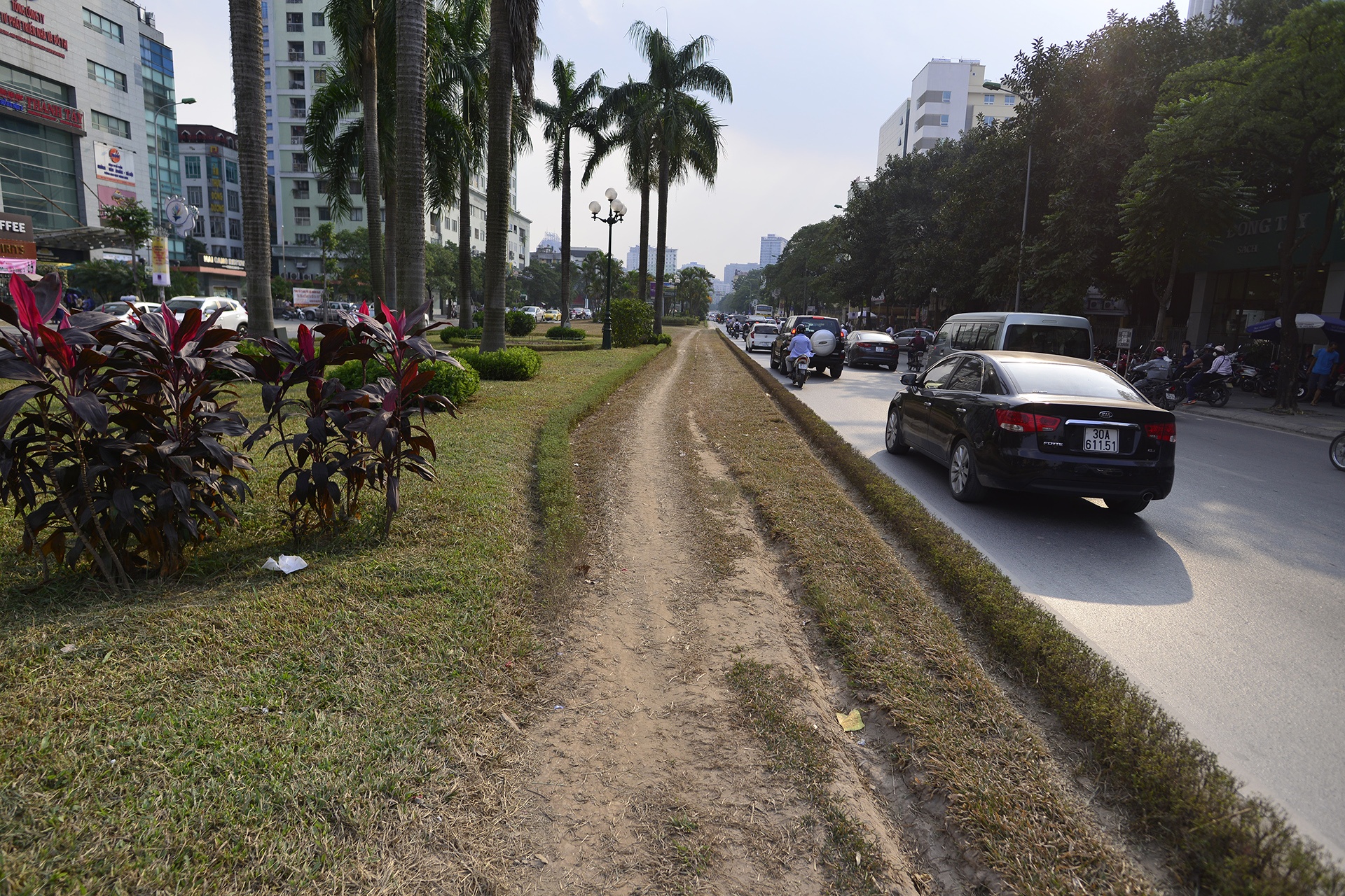 tham co bi xen,  heo ua o Ha Noi anh 3