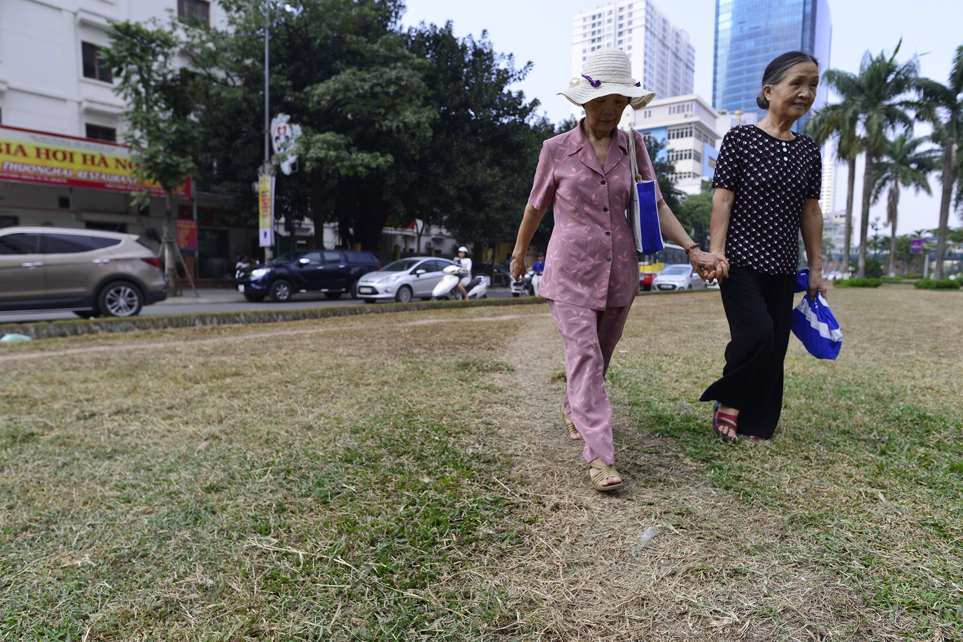 tham co bi xen,  heo ua o Ha Noi anh 6