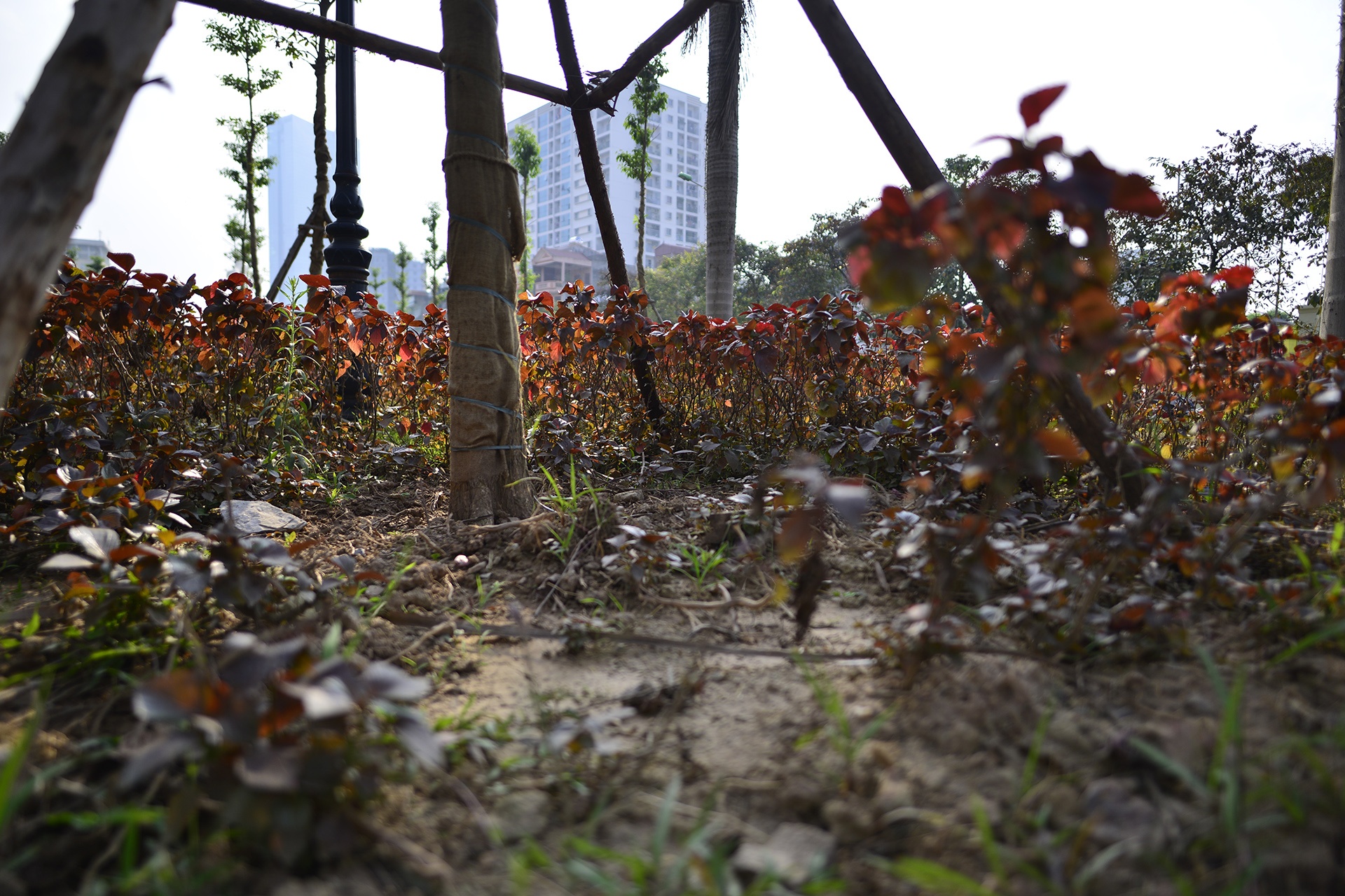 tham co bi xen,  heo ua o Ha Noi anh 7