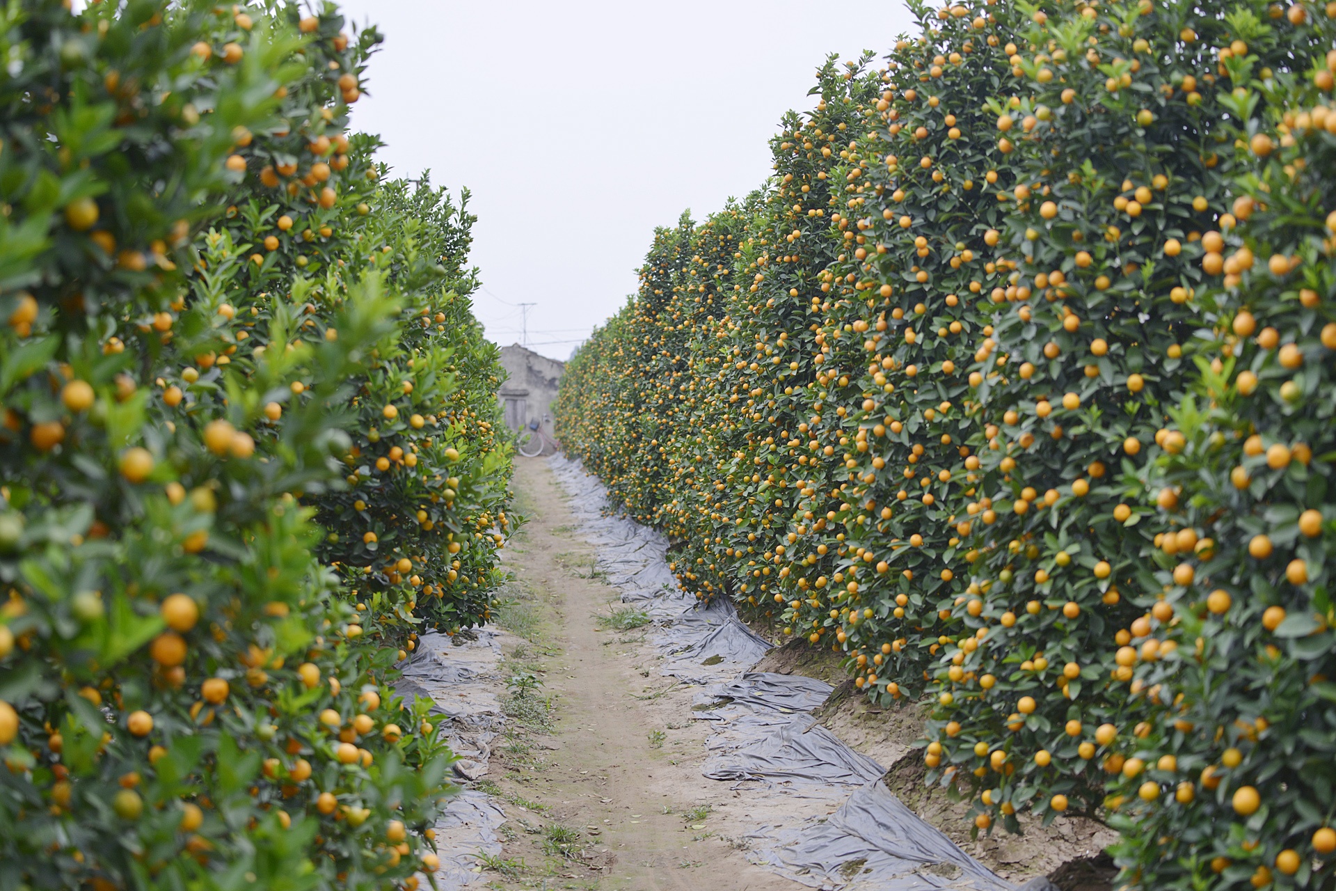Dao no som tren vuon dao noi tieng Ha Noi anh 9