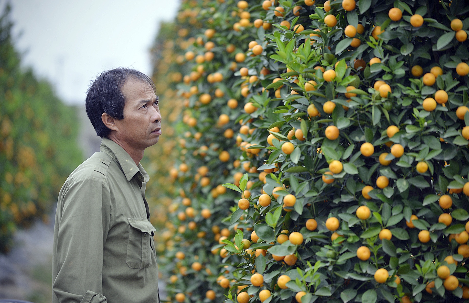 Dao no som tren vuon dao noi tieng Ha Noi anh 10
