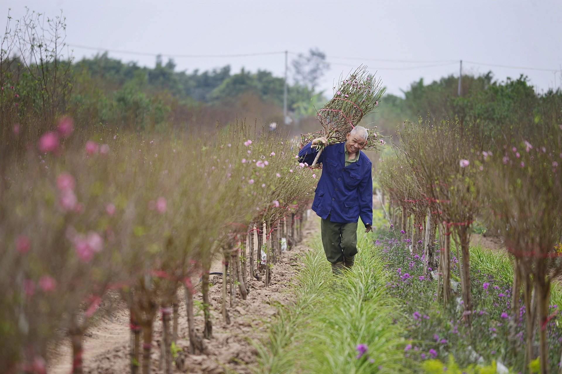 Dao no som tren vuon dao noi tieng Ha Noi anh 1