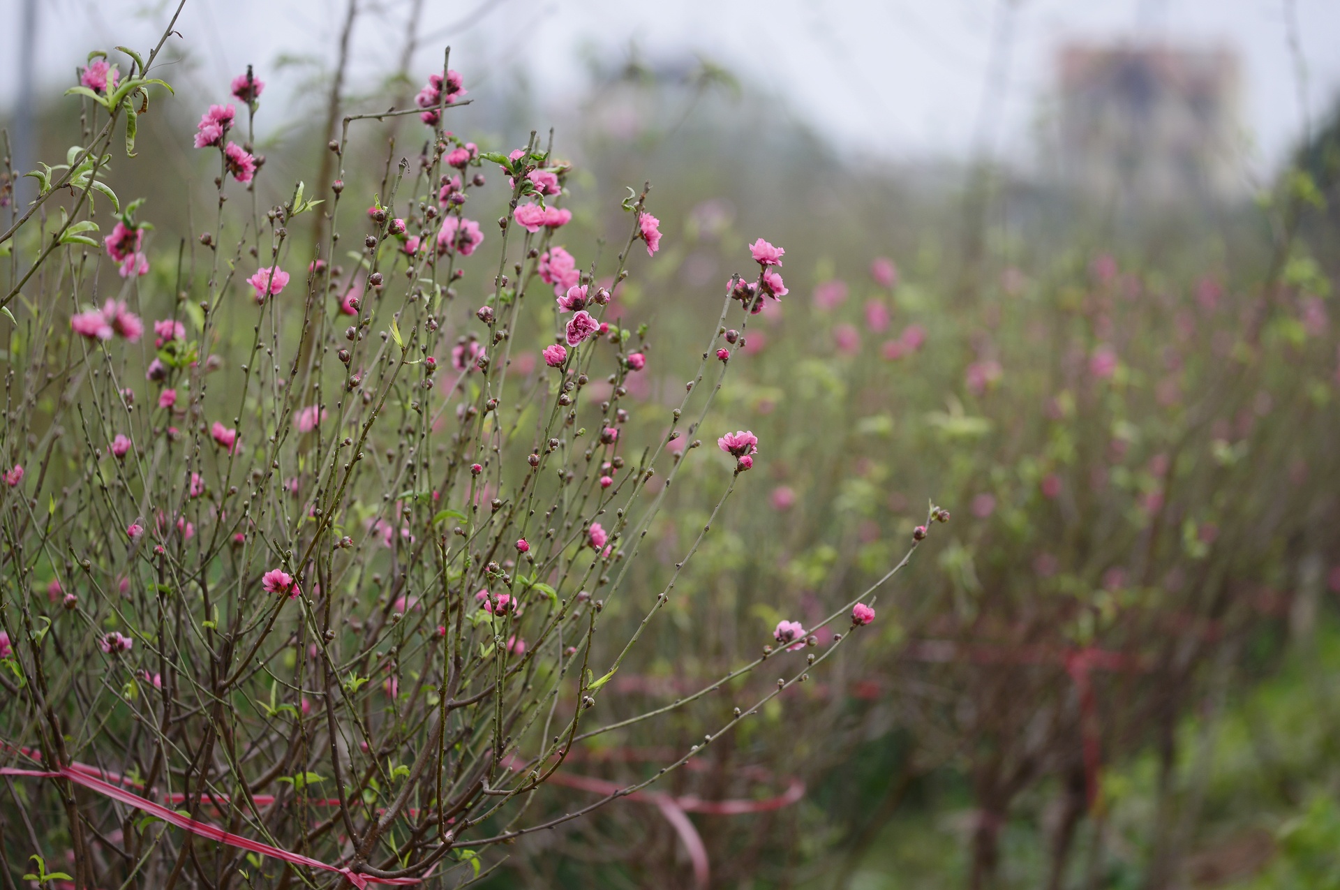 Dao no som tren vuon dao noi tieng Ha Noi anh 2