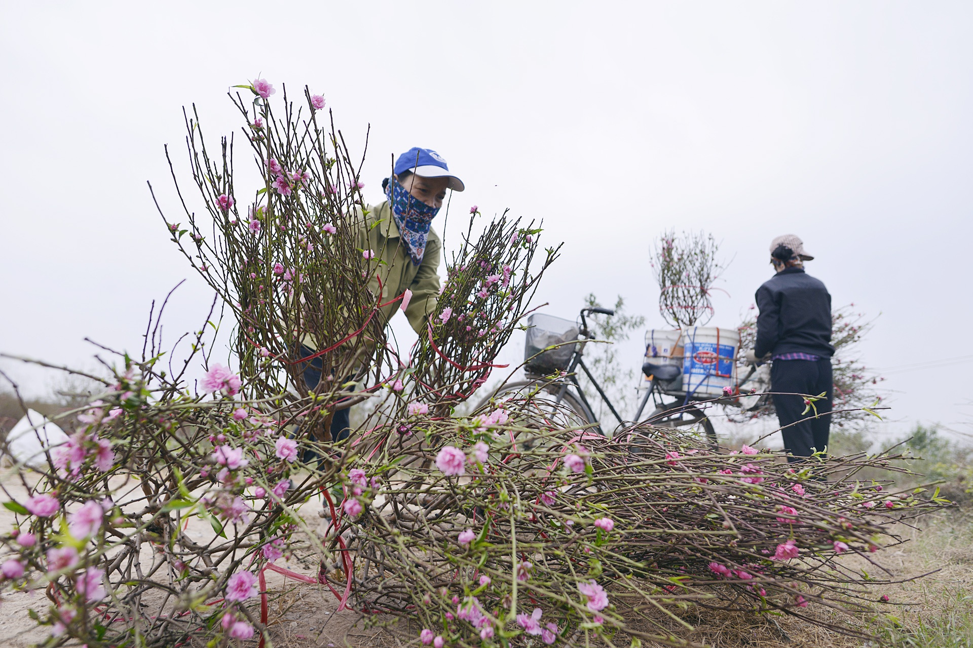 Dao no som tren vuon dao noi tieng Ha Noi anh 3
