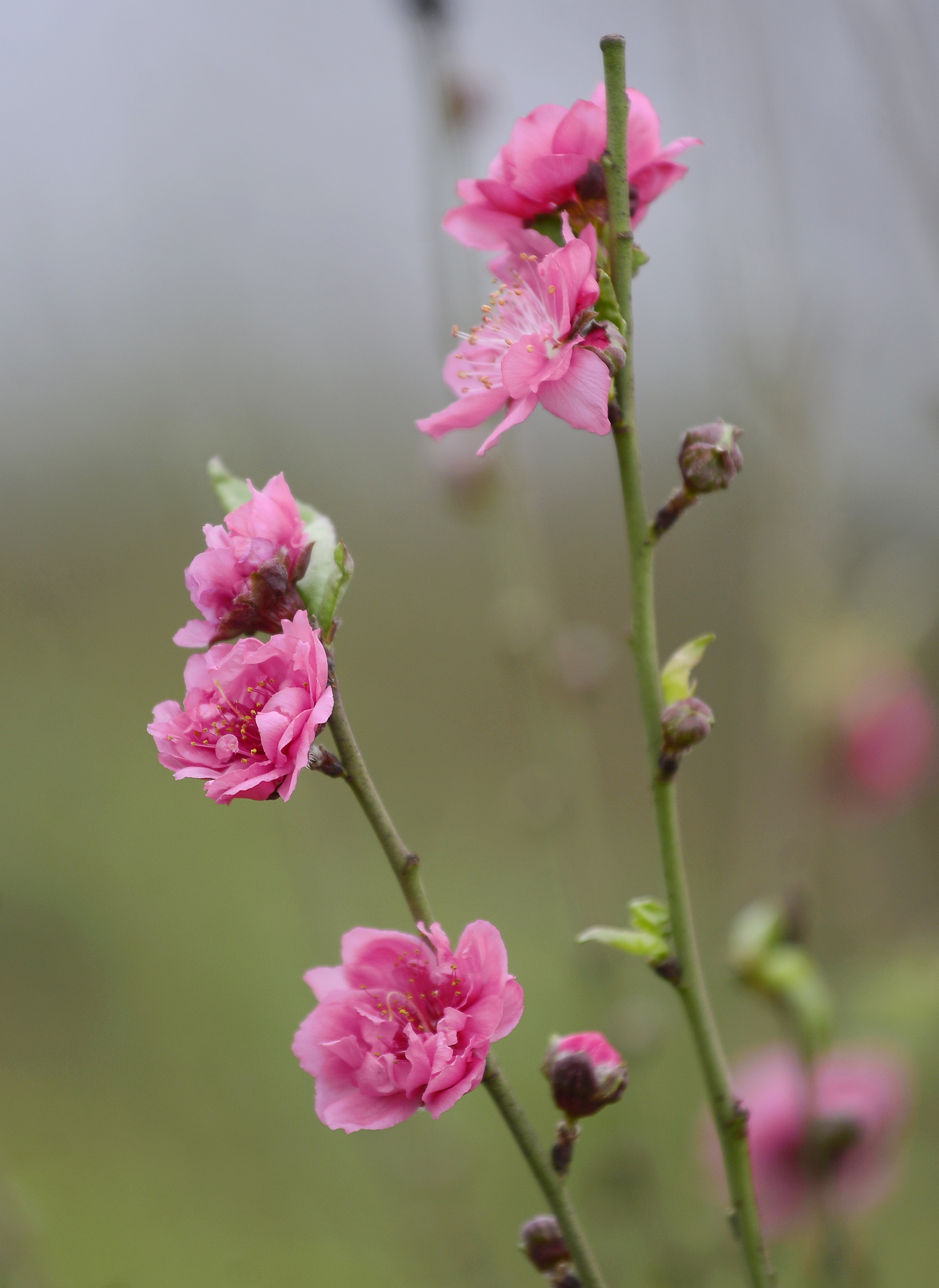 Dao no som tren vuon dao noi tieng Ha Noi anh 4