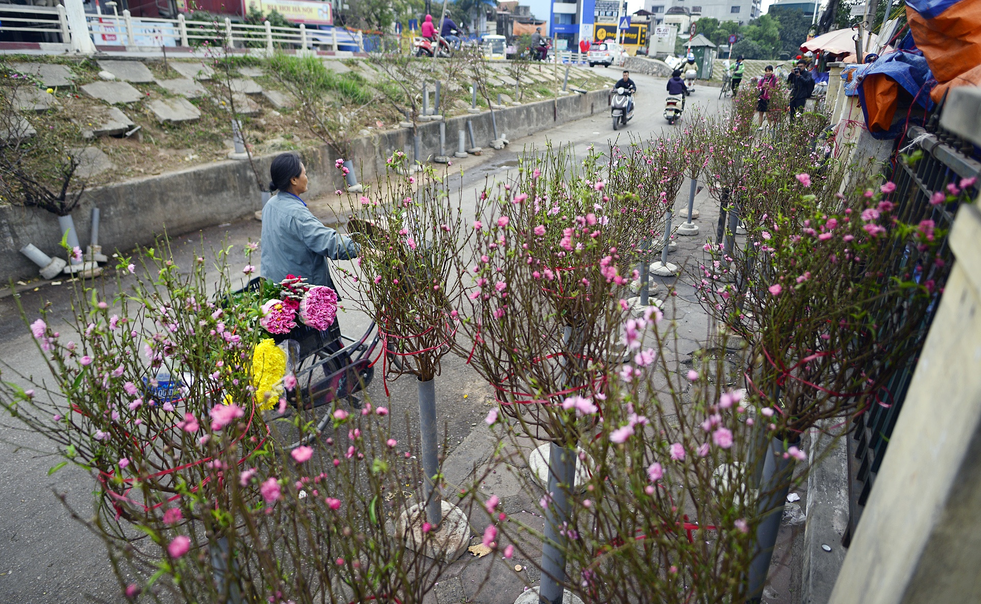 Dao no som tren vuon dao noi tieng Ha Noi anh 5