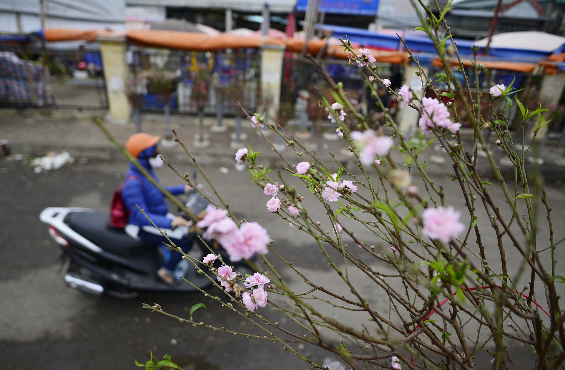 Dao no som tren vuon dao noi tieng Ha Noi anh 7