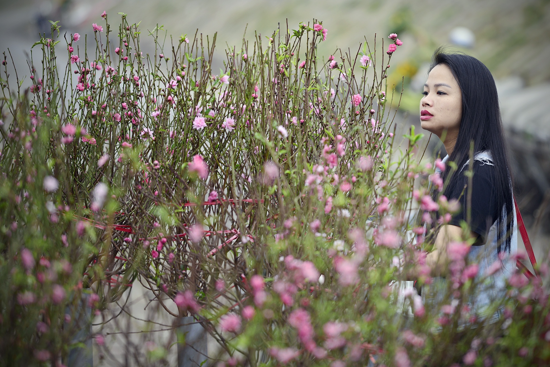 Dao no som tren vuon dao noi tieng Ha Noi anh 8