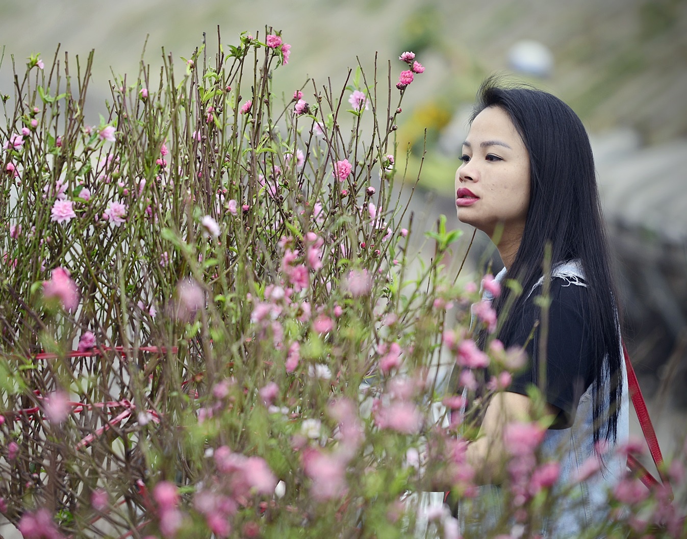 Dao xuan khoe sac trong gio dong hinh anh