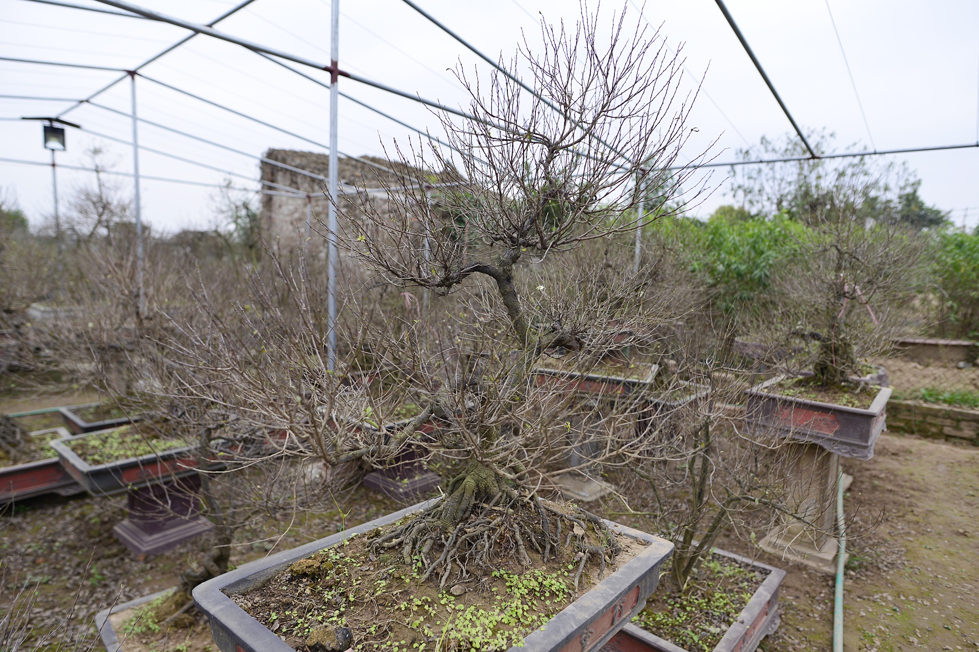 Vuon mai trang gia nghin do moi cay o Ha Noi anh 10