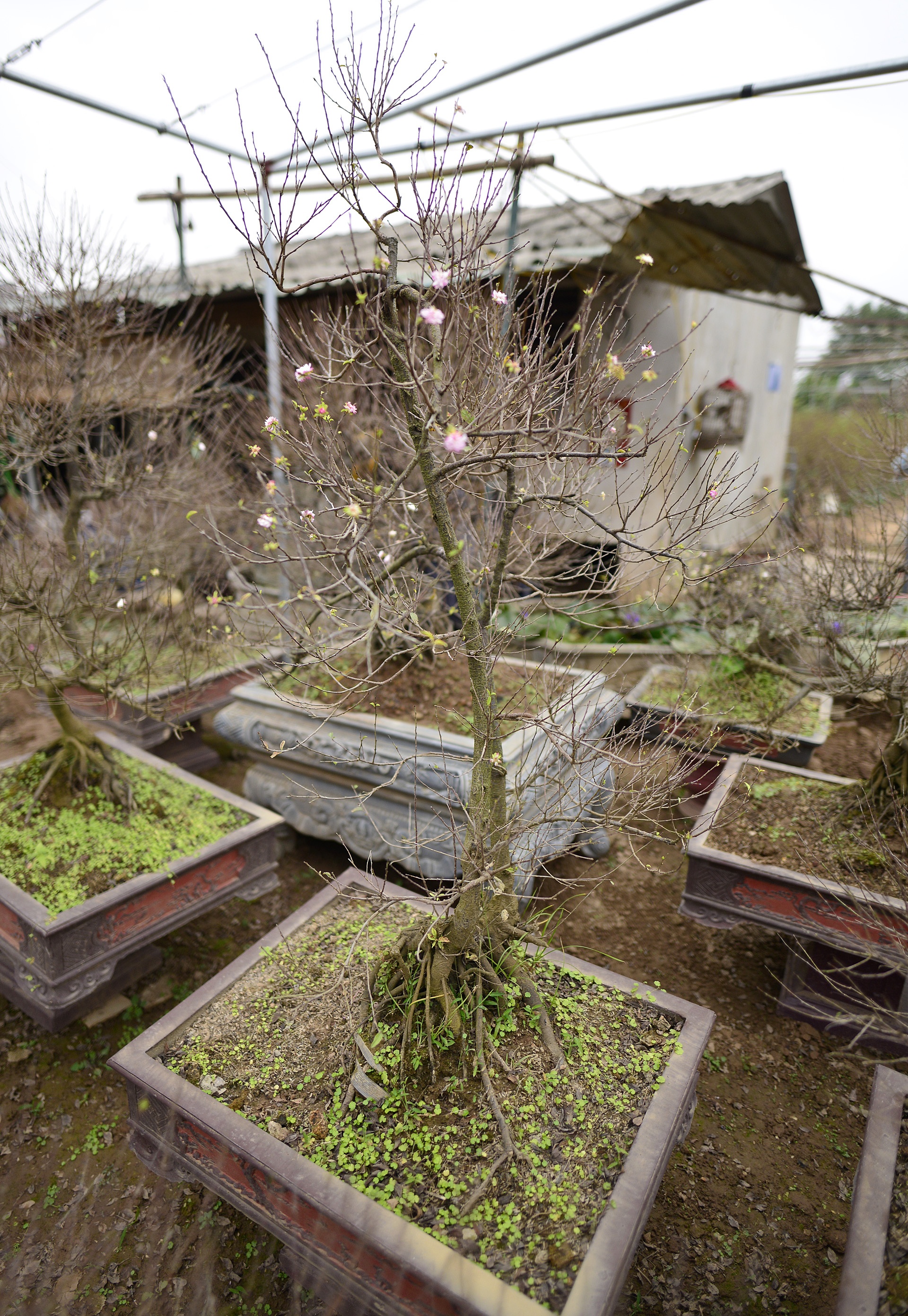 Vuon mai trang gia nghin do moi cay o Ha Noi anh 11