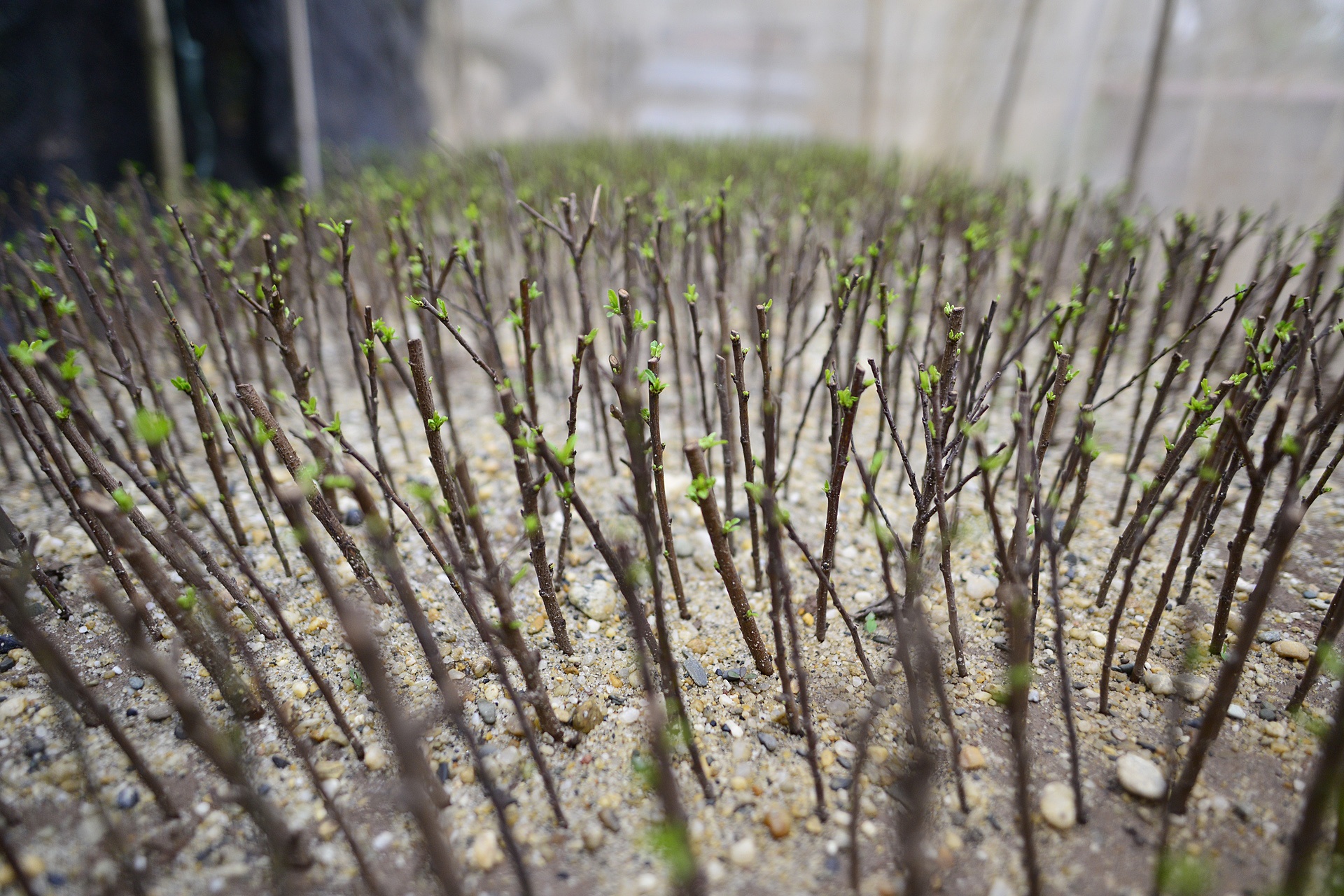 Vuon mai trang gia nghin do moi cay o Ha Noi anh 8