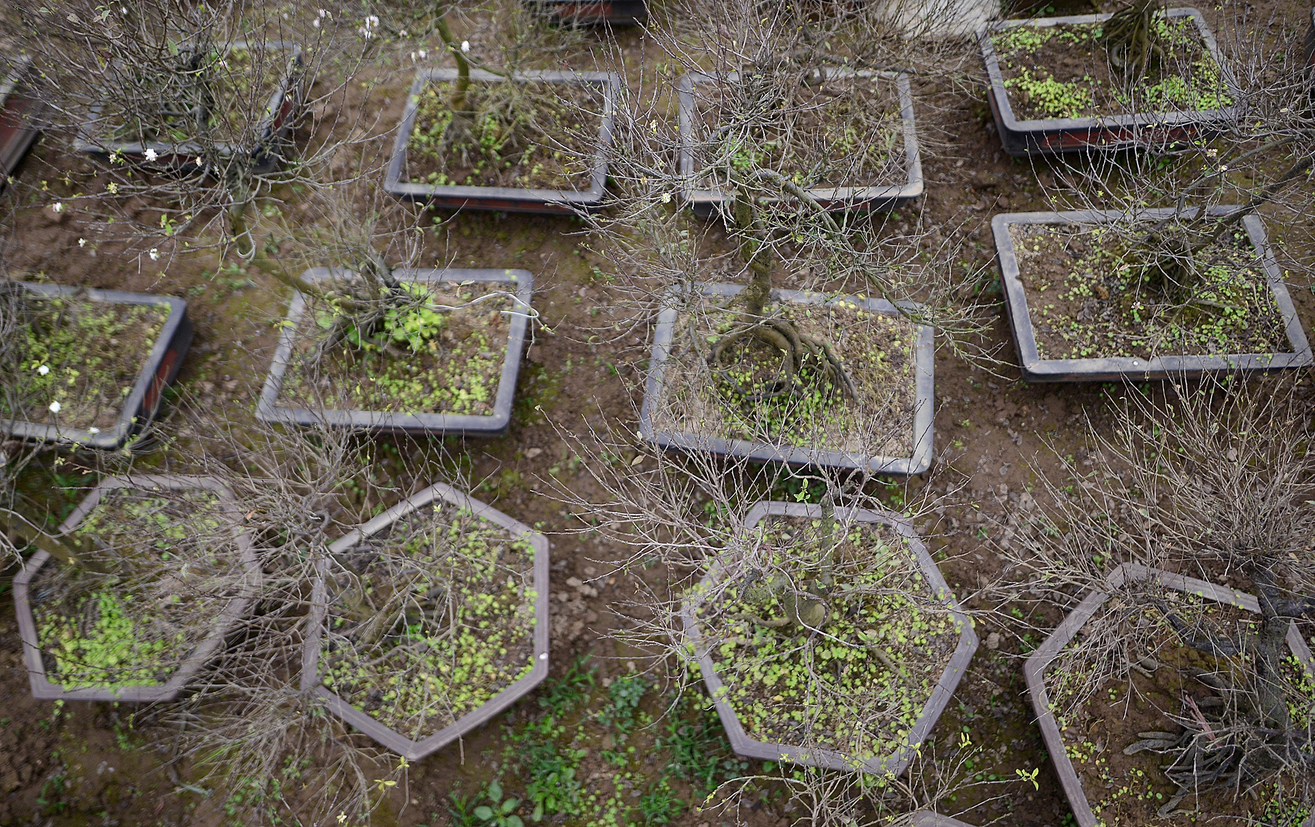 Vuon mai trang gia nghin do moi cay o Ha Noi anh 1