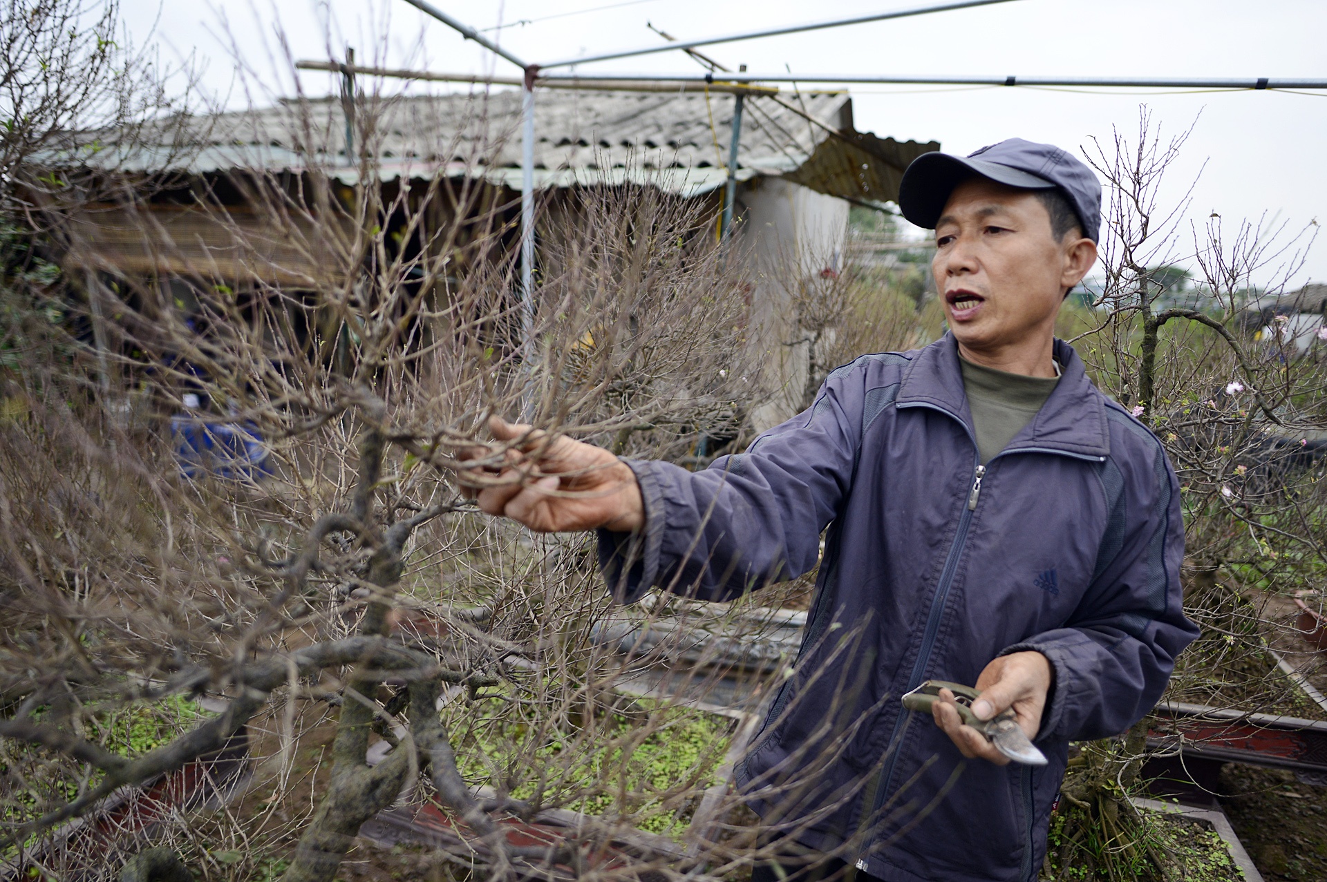Vuon mai trang gia nghin do moi cay o Ha Noi anh 2