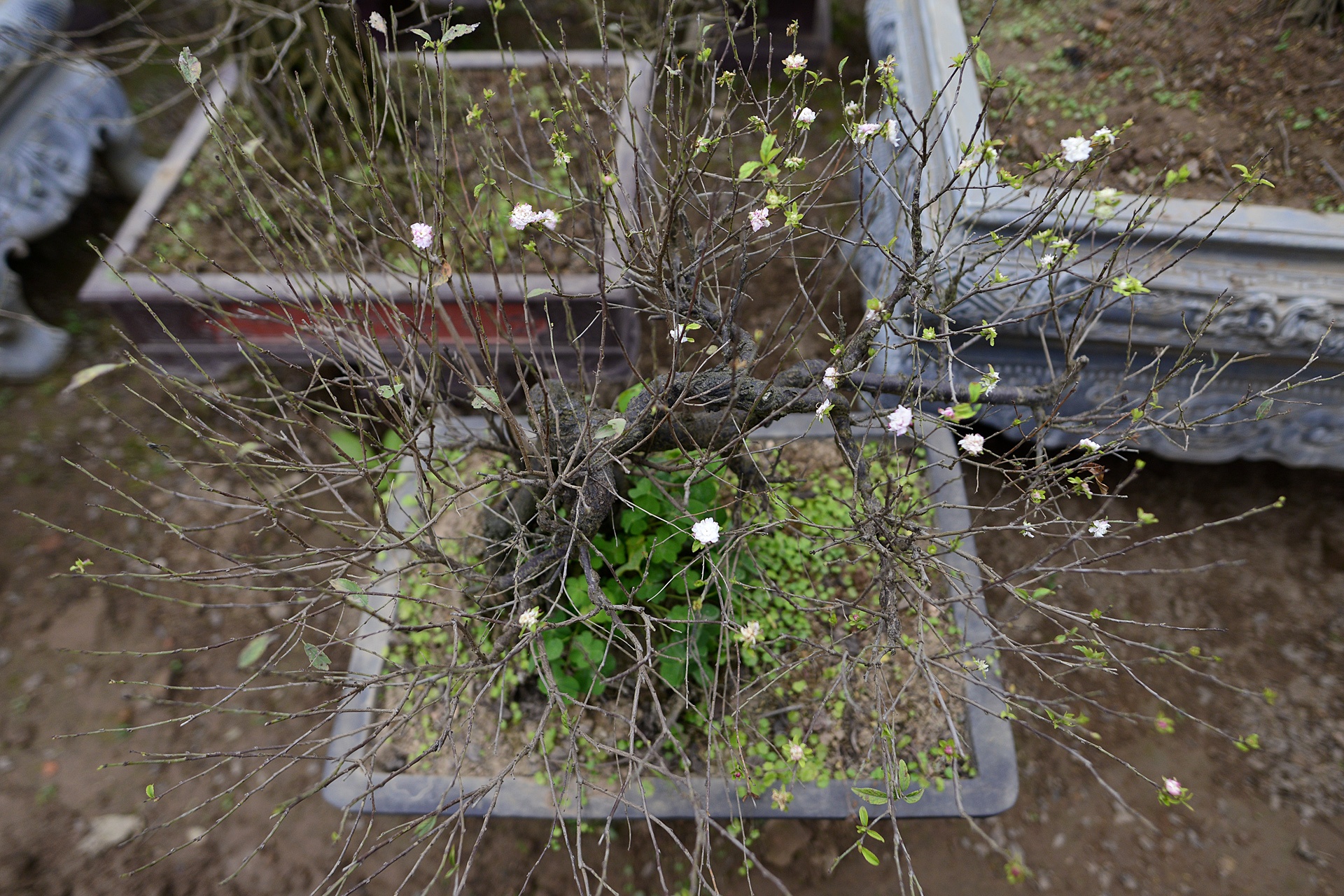 Vuon mai trang gia nghin do moi cay o Ha Noi anh 3