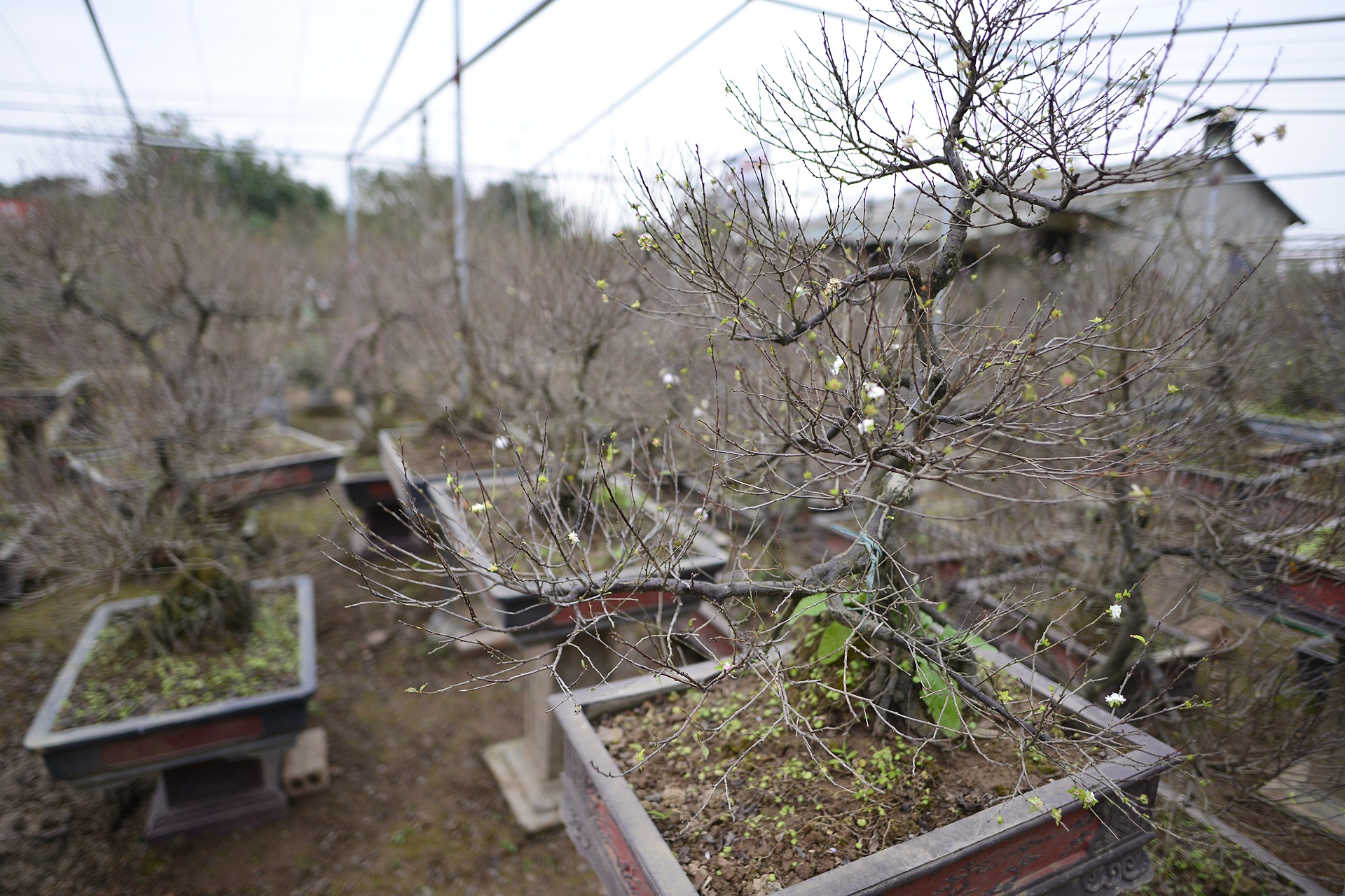 Vuon mai trang gia nghin do moi cay o Ha Noi anh 4