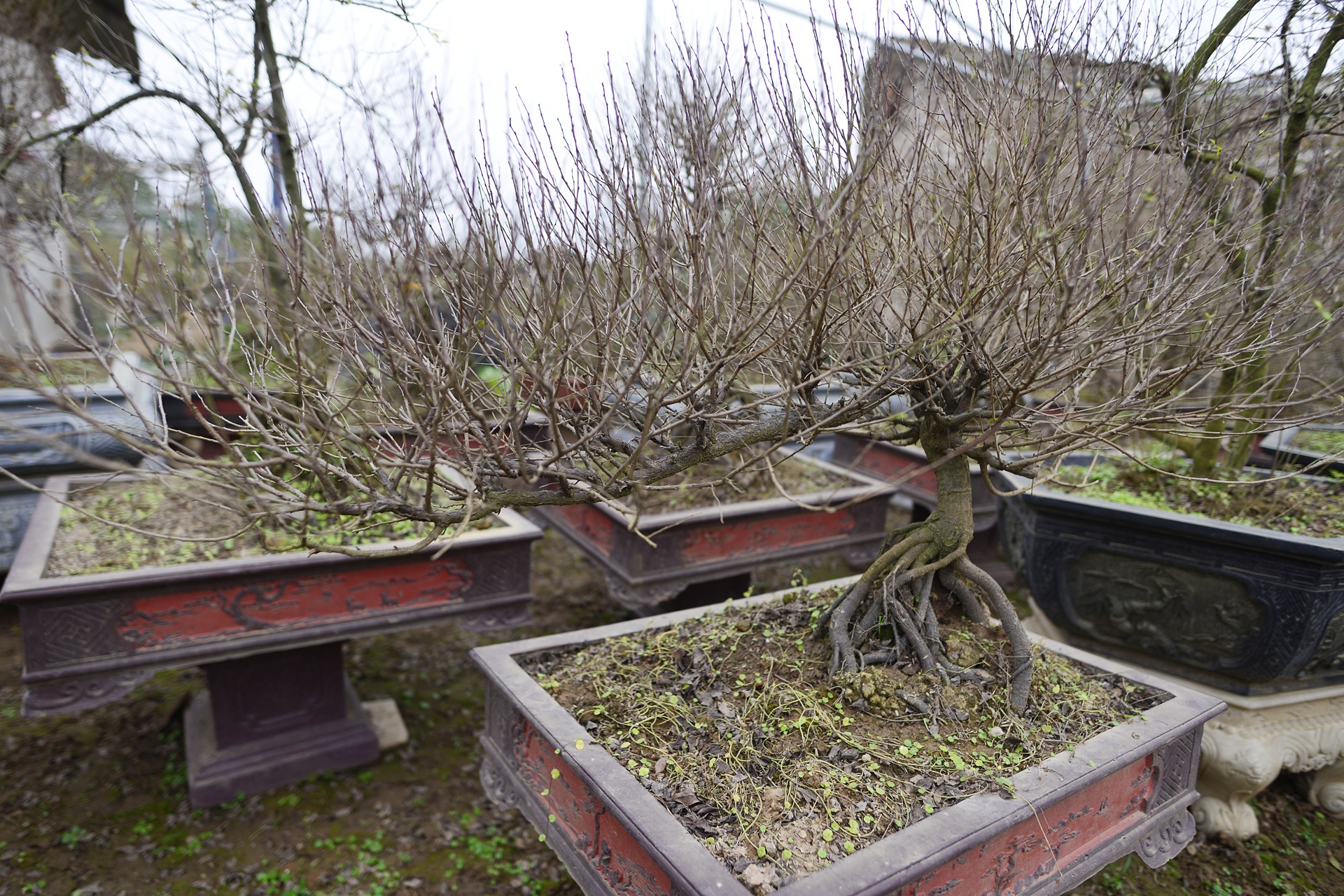 Vuon mai trang gia nghin do moi cay o Ha Noi anh 5