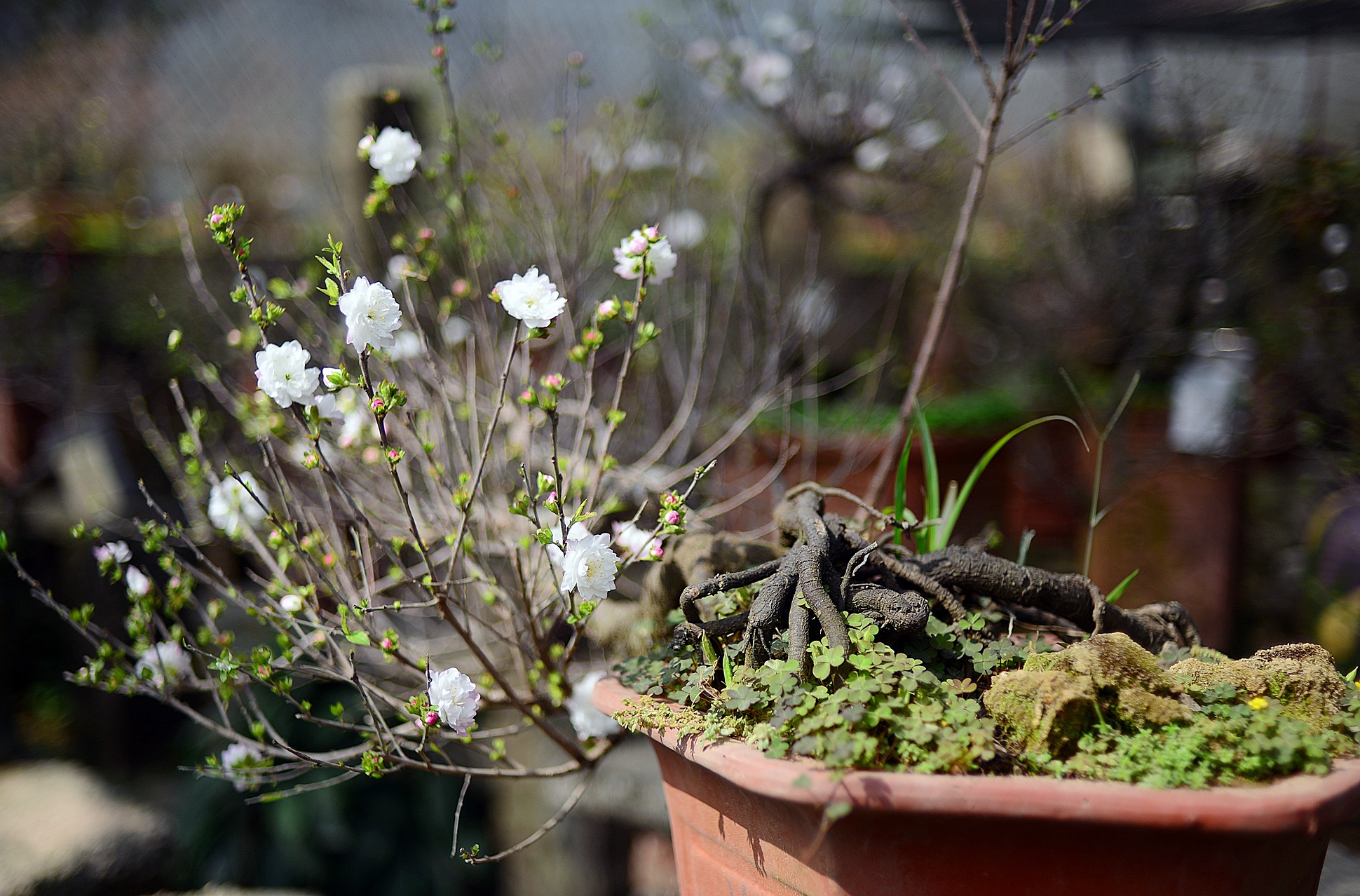 Vuon mai trang gia nghin do moi cay o Ha Noi anh 6