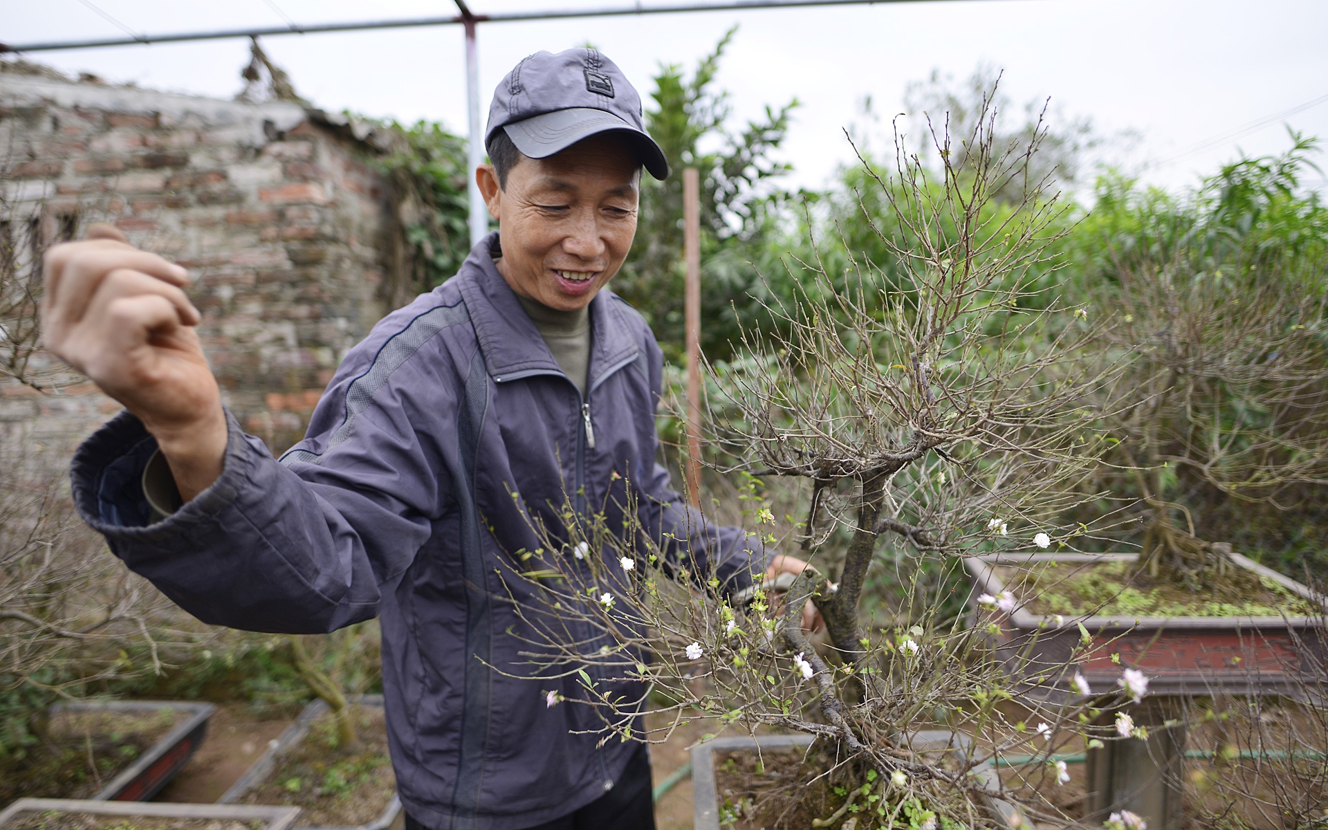 Vuon mai trang gia nghin do moi cay o Ha Noi anh 7