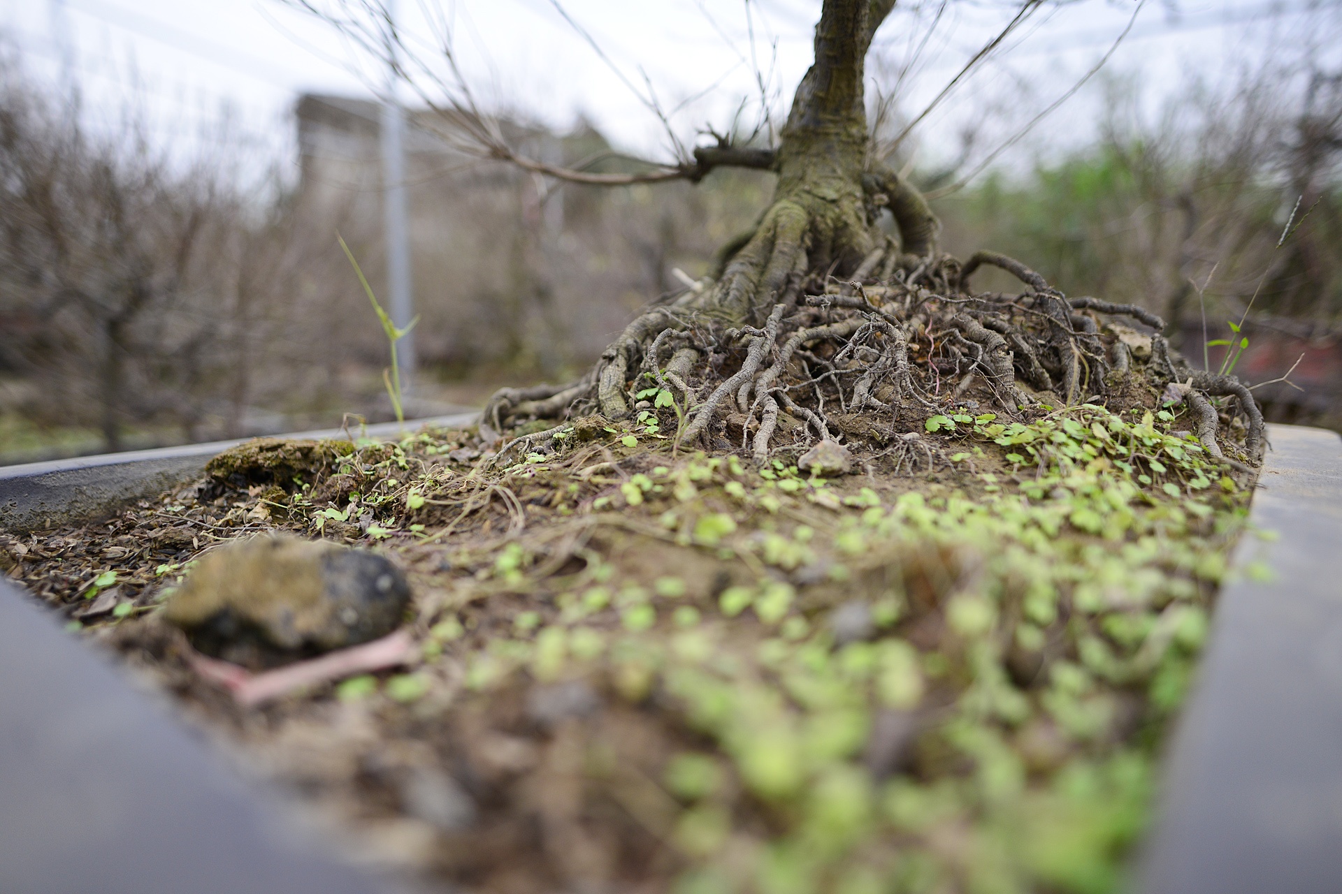 Vuon mai trang gia nghin do moi cay o Ha Noi anh 9