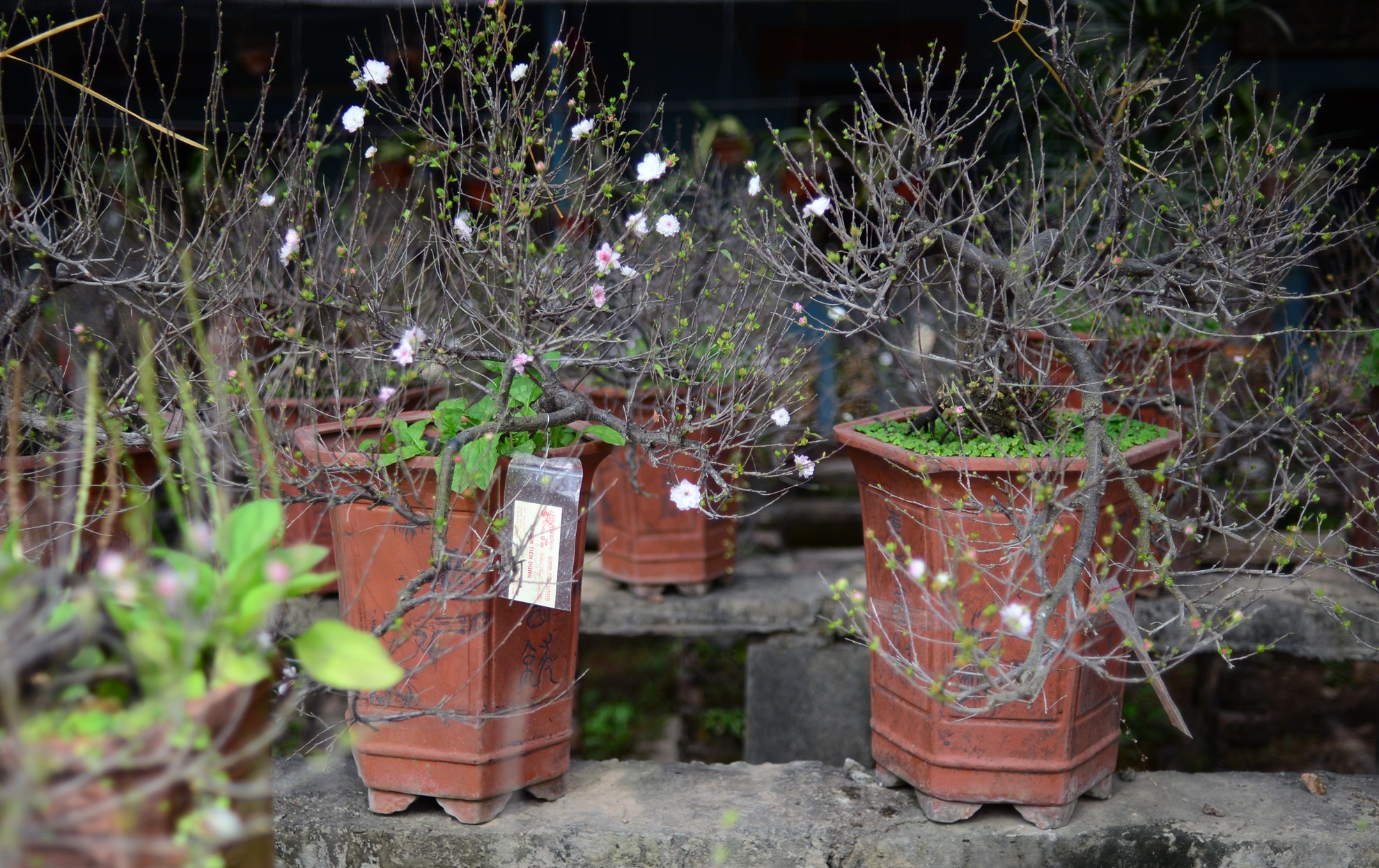 Vuon mai trang gia nghin do moi cay o Ha Noi anh 12