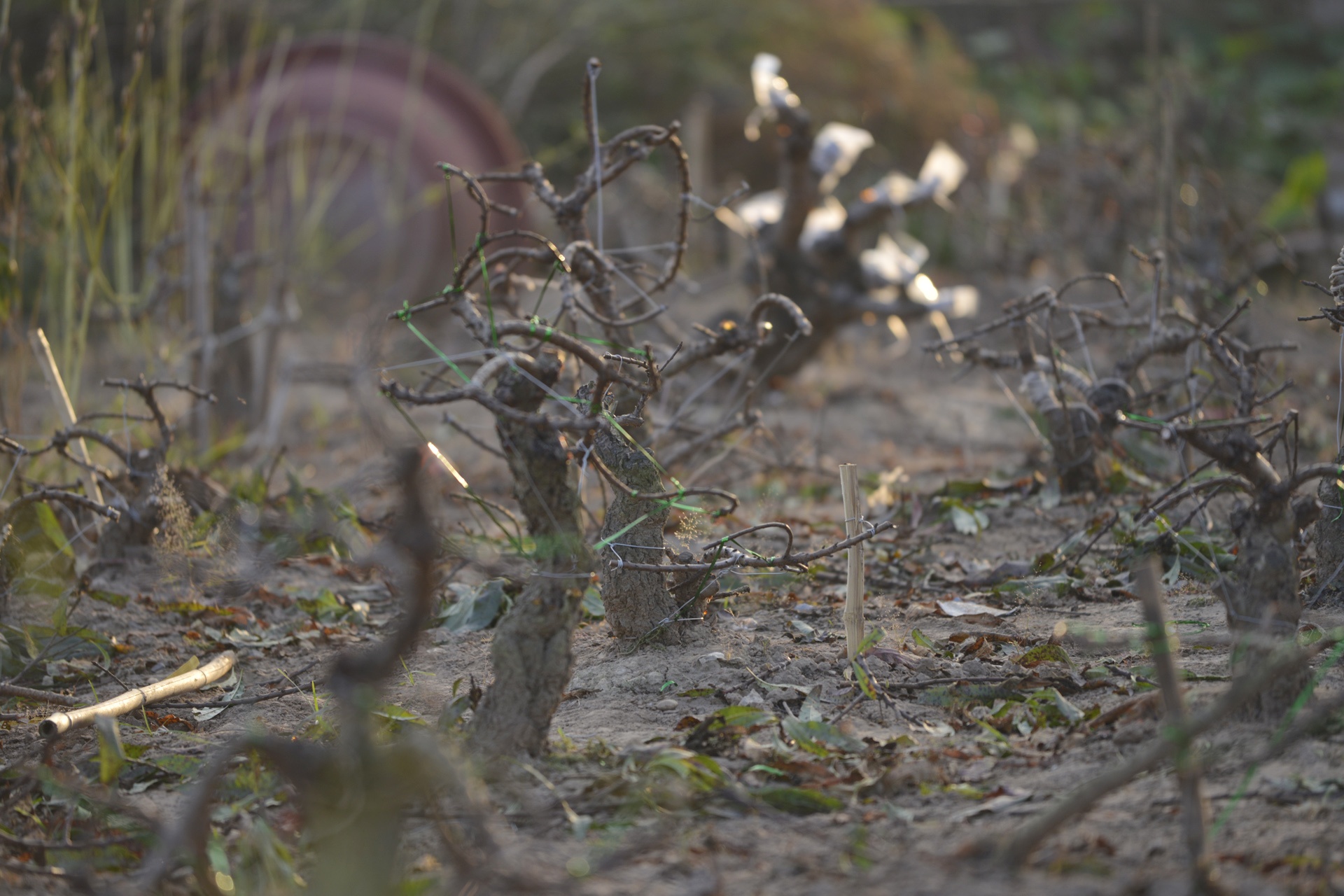 Dung dieu hoa u dao cho bung no anh 12