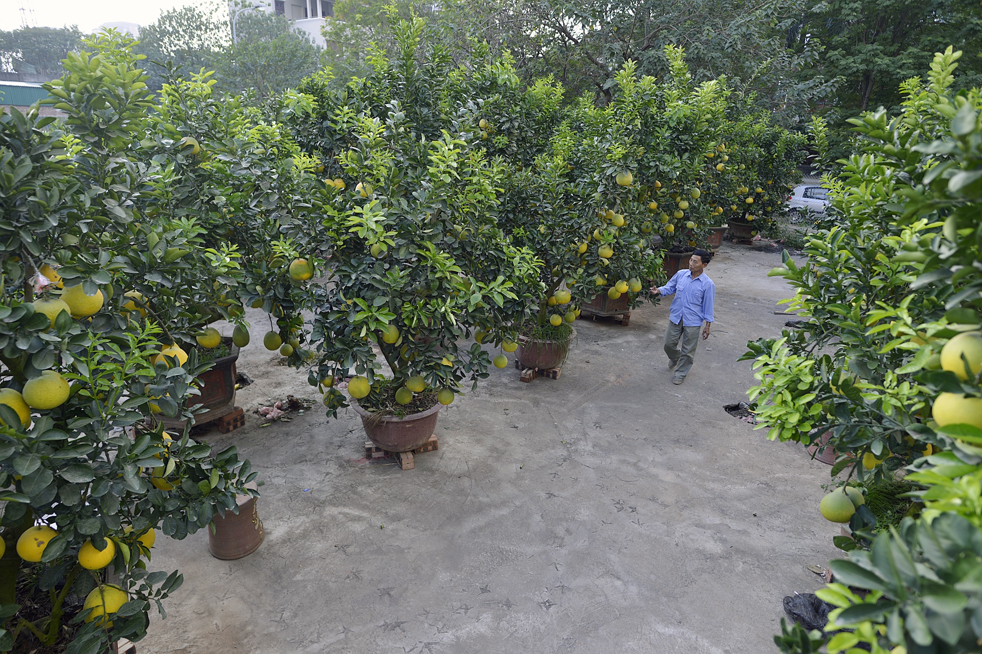 goc buoi 200 qua cua lao nong Ha thanh anh 1