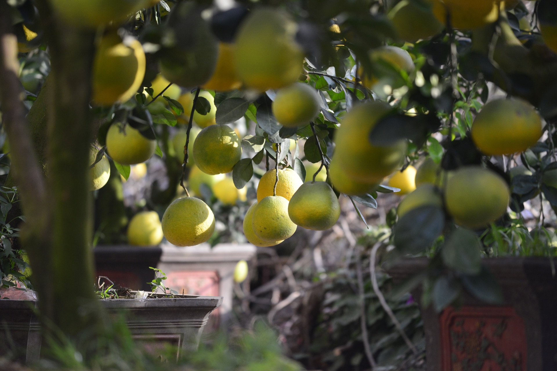 goc buoi 200 qua cua lao nong Ha thanh anh 2