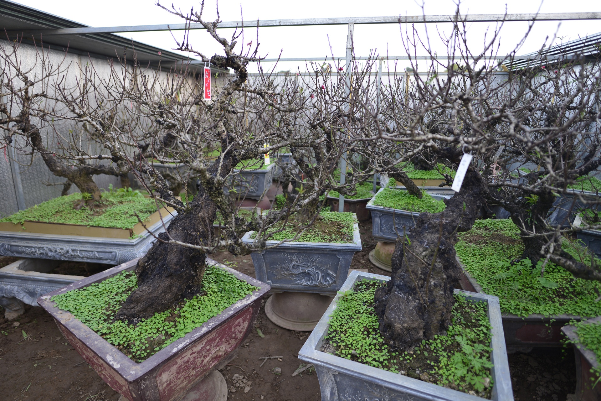 Dung dieu hoa u dao cho bung no anh 6